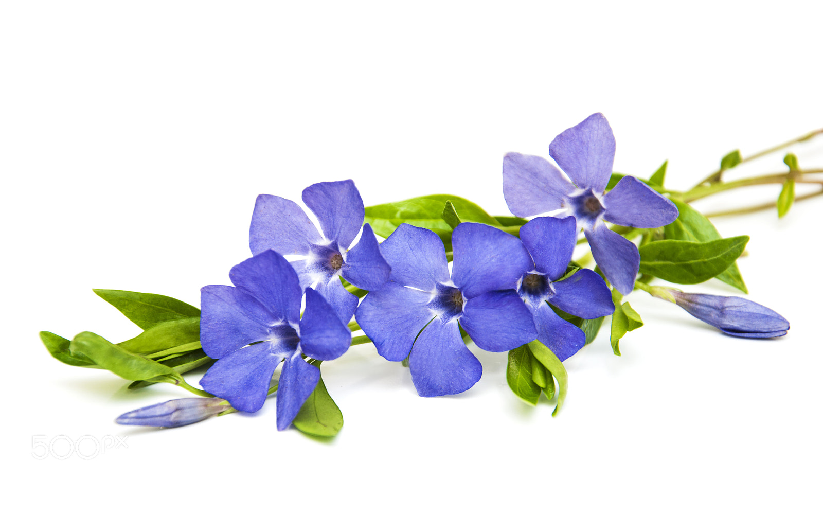 Nikon D90 sample photo. Periwinkle photography