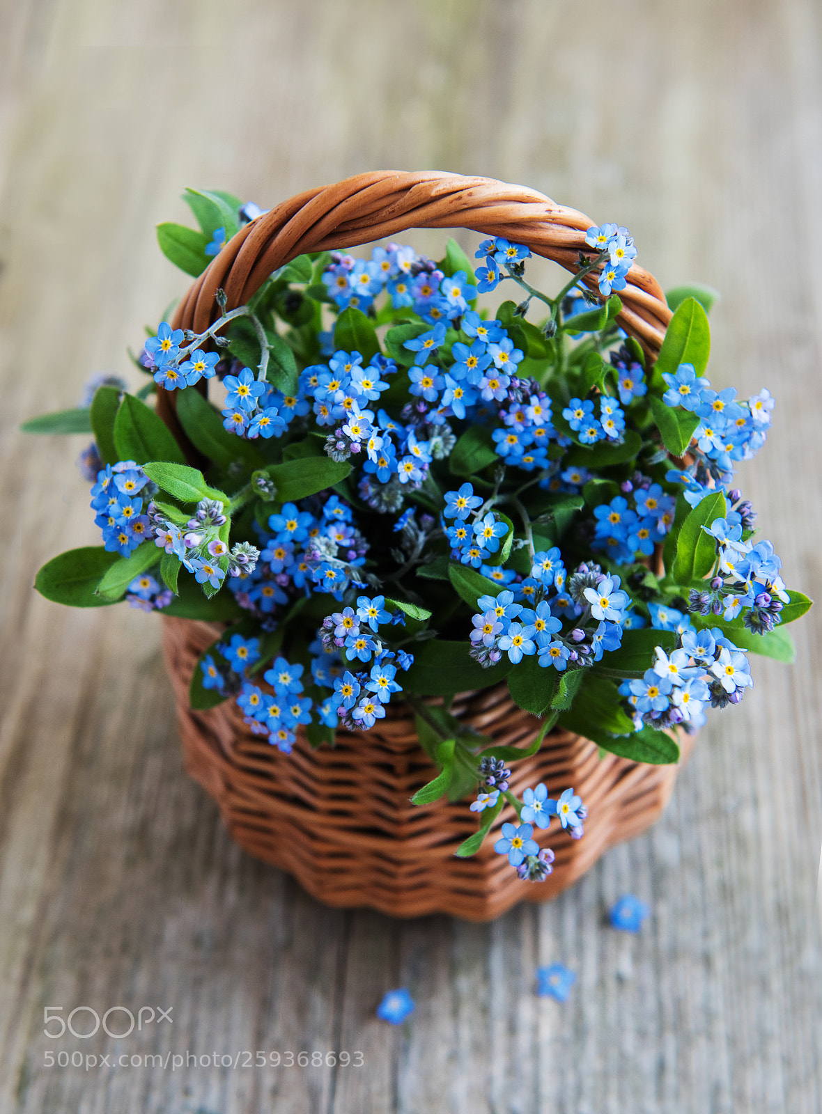 Nikon D750 sample photo. Forget-me-not flowers in basket photography