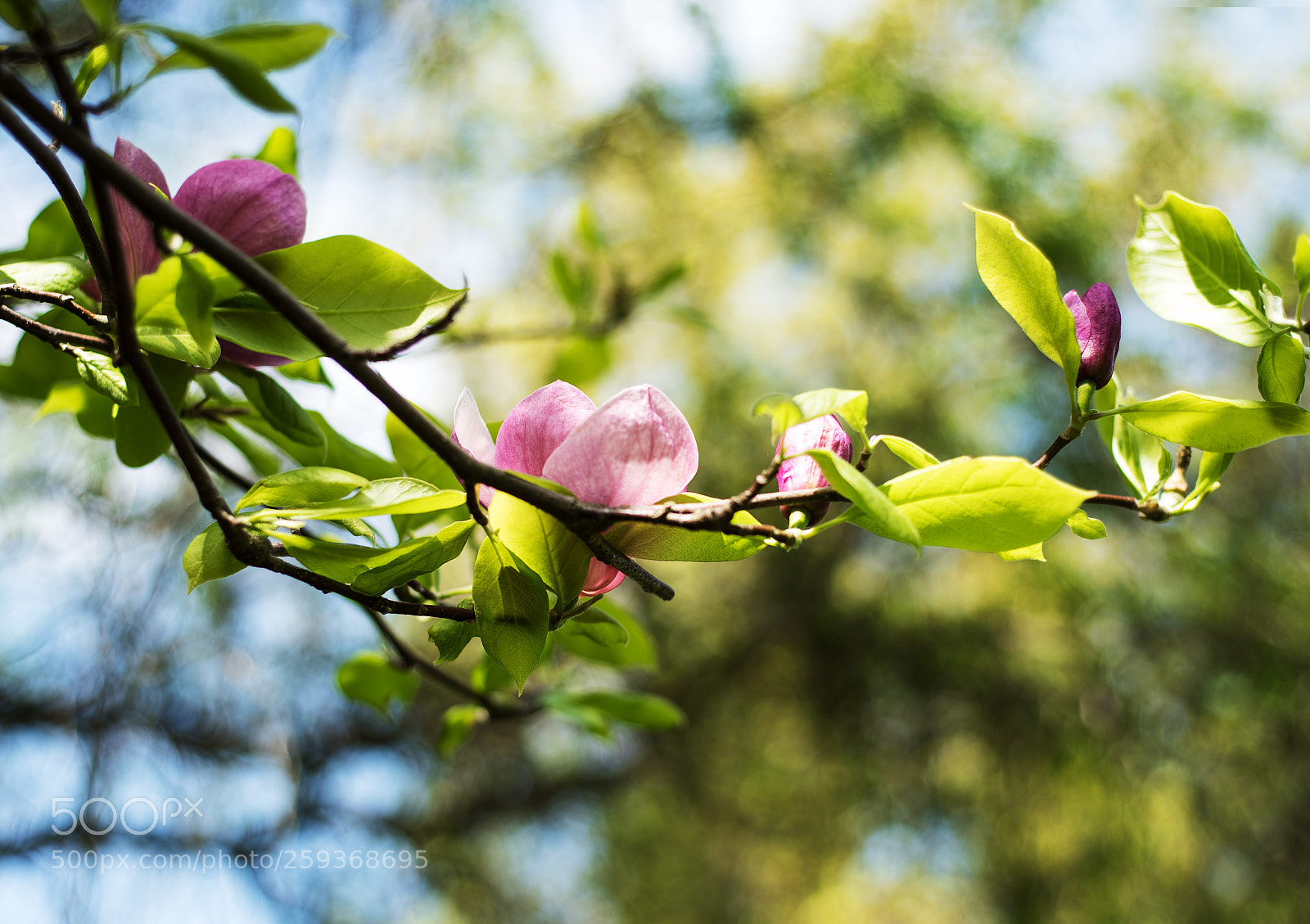 Nikon D750 sample photo. Spring magnolia flowers photography