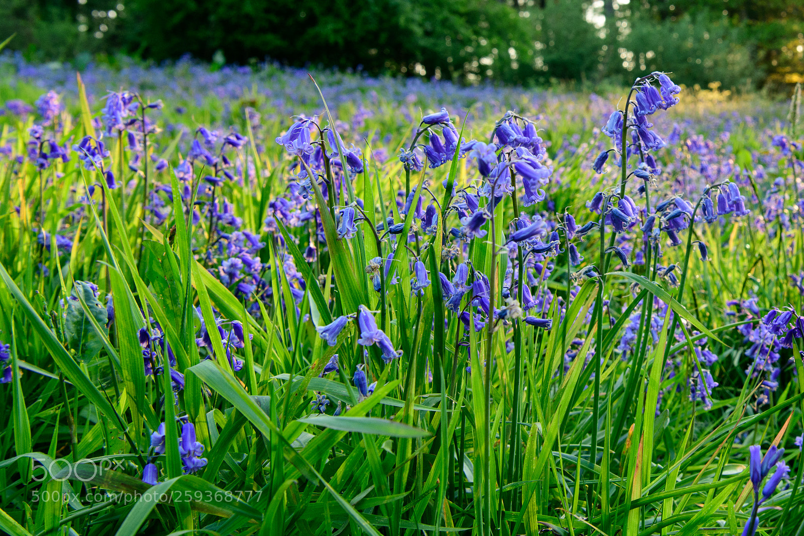 Nikon D850 sample photo. Simply bluebells photography