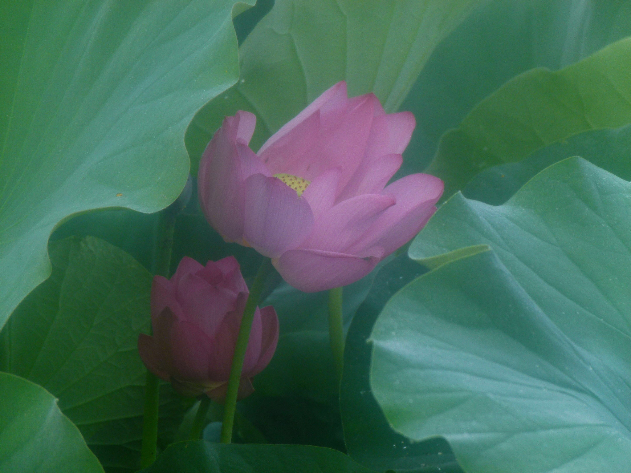 Leica V-Lux 2 sample photo