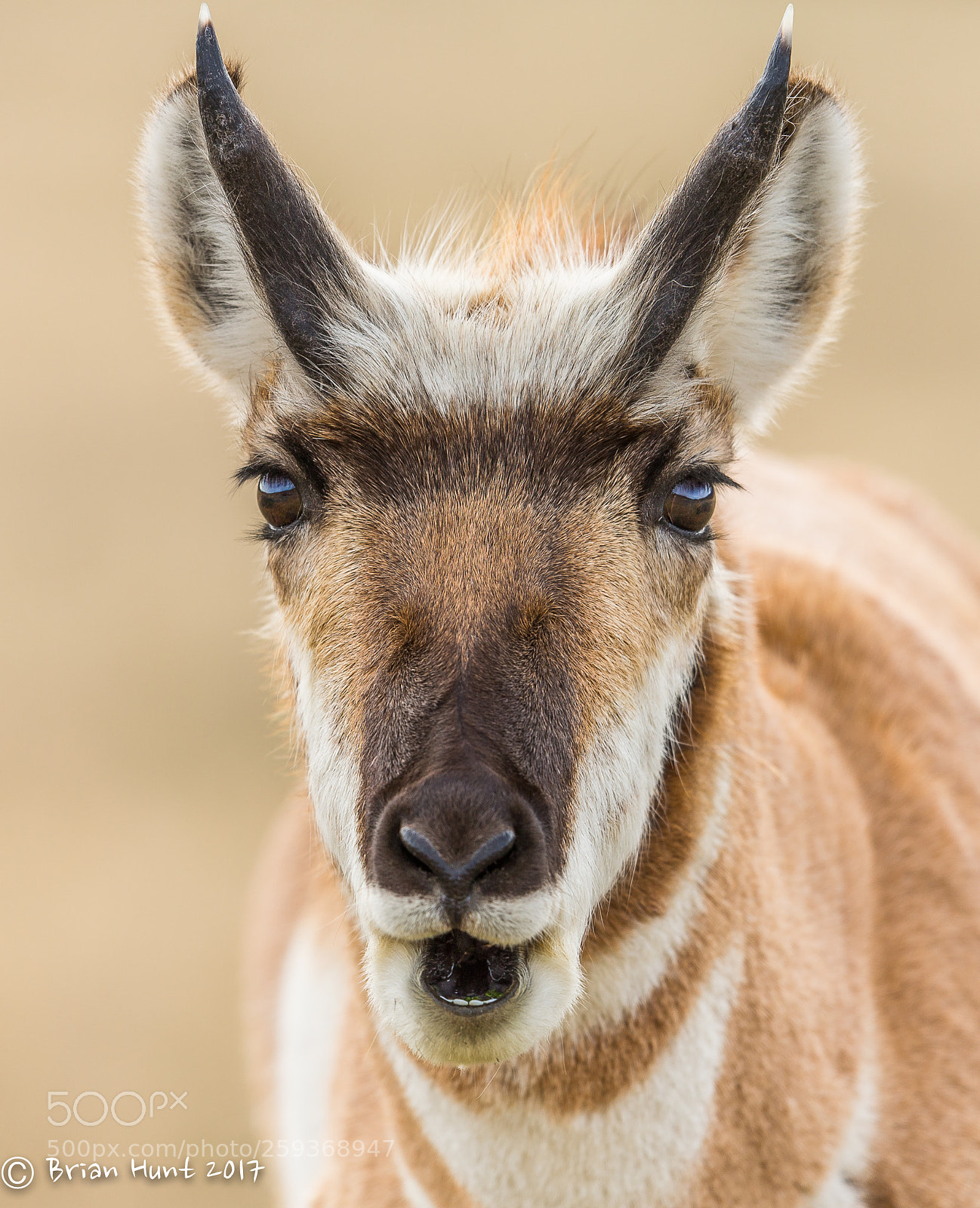 Canon EOS-1D X sample photo. Pronghorn photography
