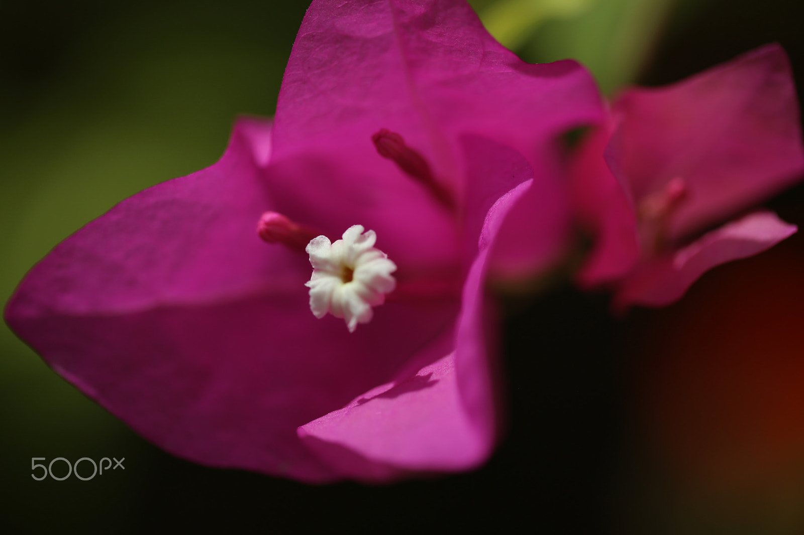 Canon EF 100mm F2.8 Macro USM sample photo. Color the day 10 photography