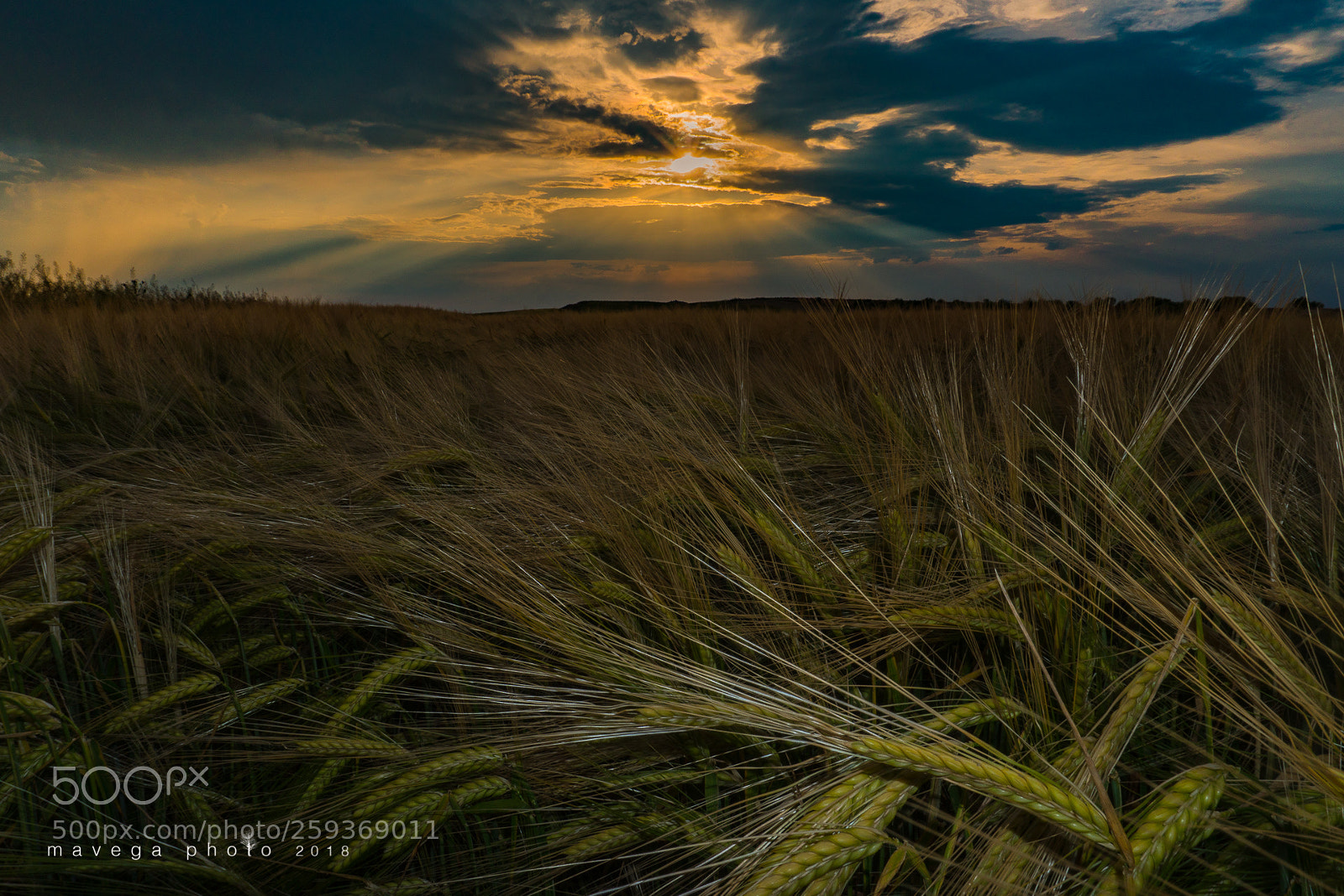Sony a6300 sample photo. Grain field photography