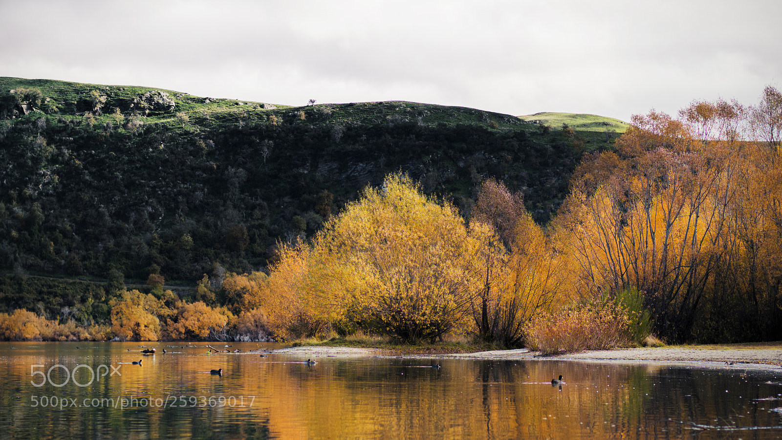 Fujifilm X-T2 sample photo. Flaming trees photography