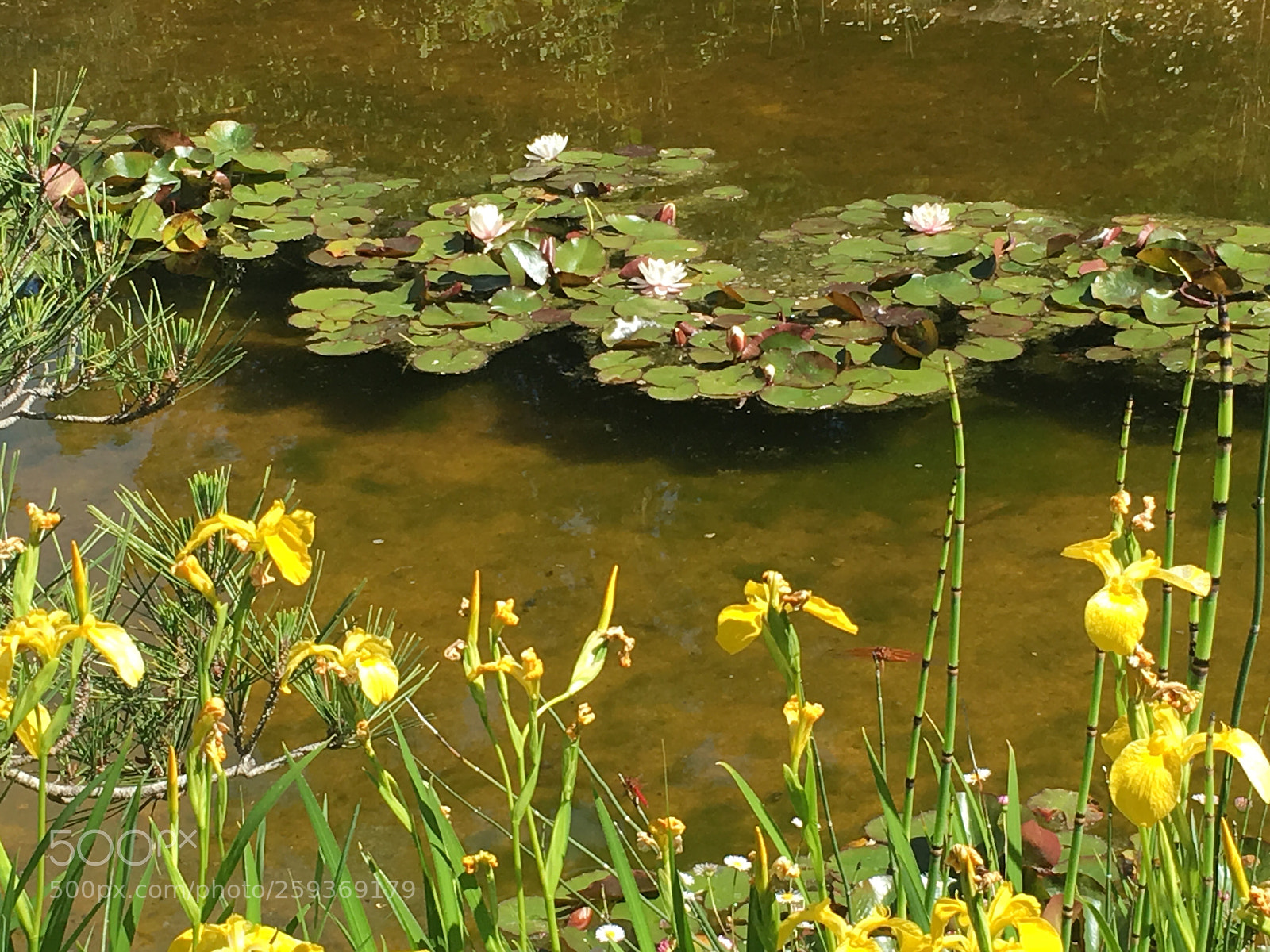 Apple iPhone 6s sample photo. Water lily - monet photography