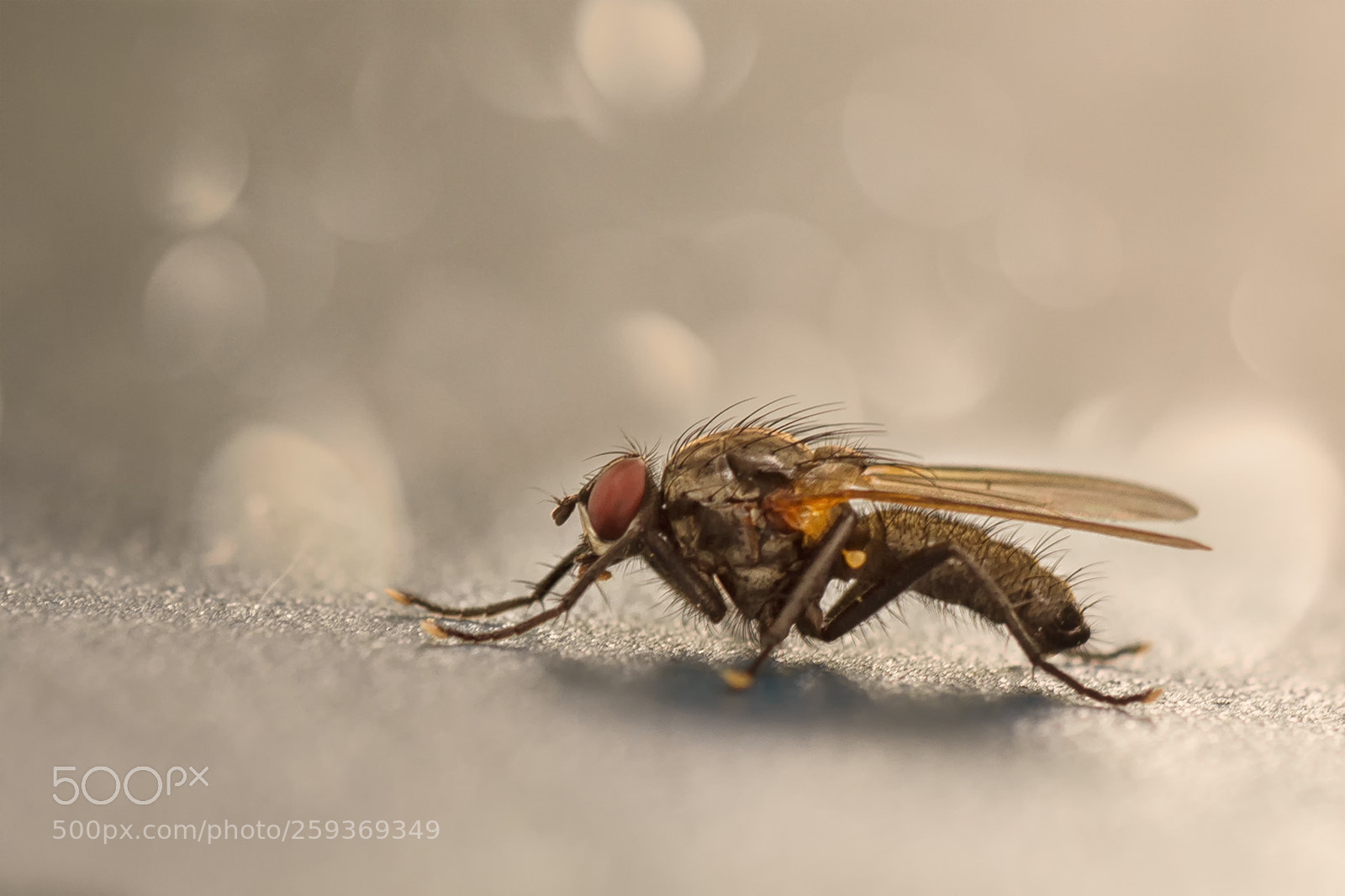 Nikon D7200 sample photo. Fliege photography