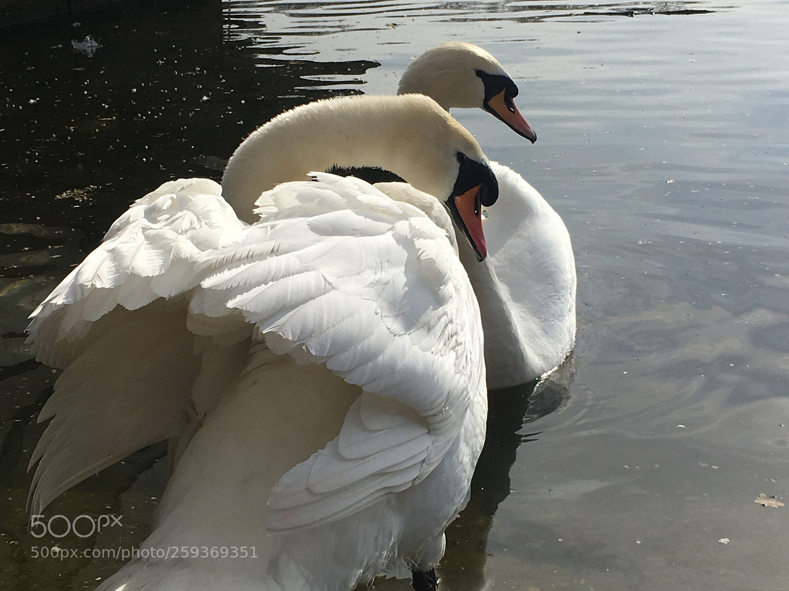 Apple iPhone 6s sample photo. Swan photography