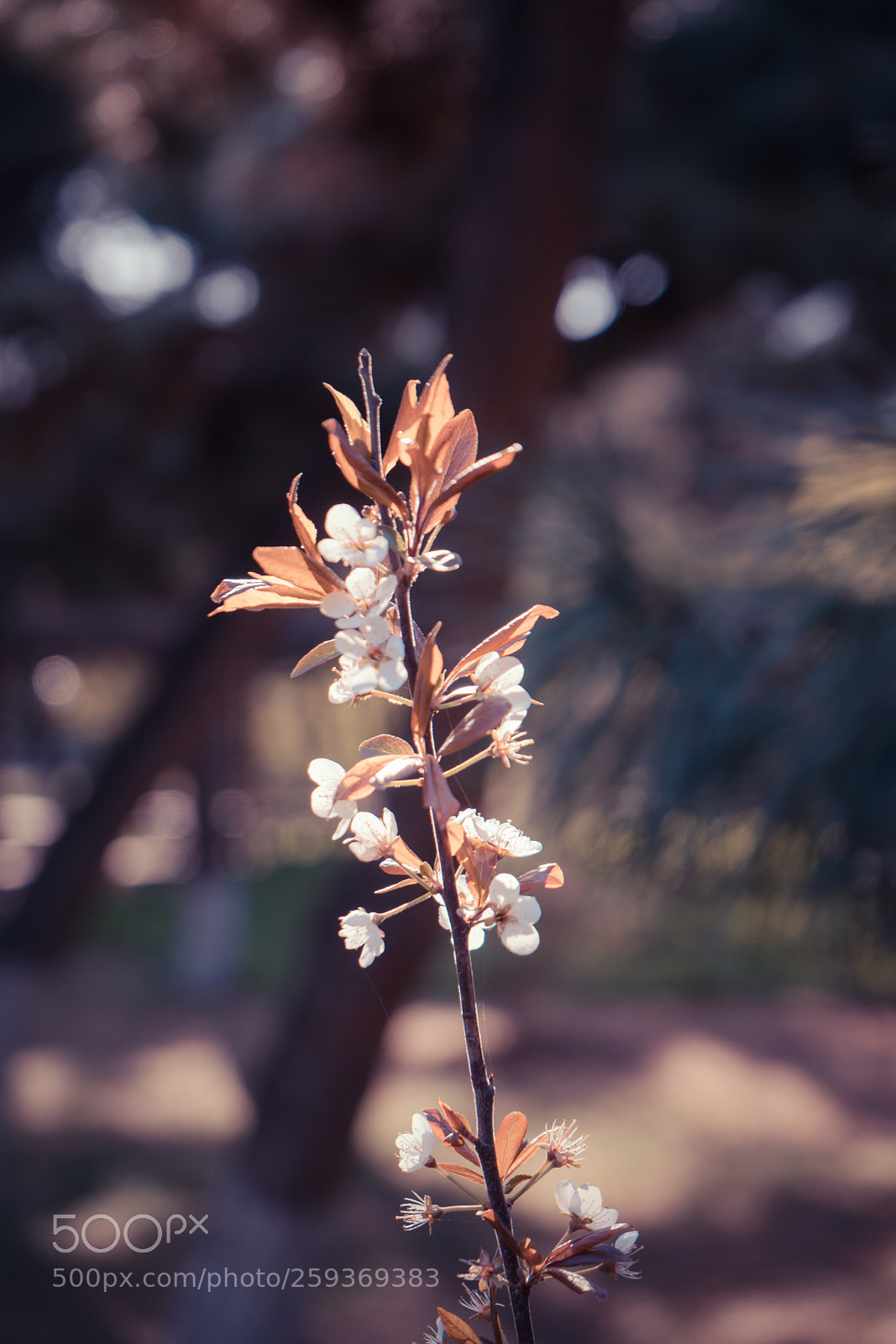 Sony a7R II sample photo. Untitled photography