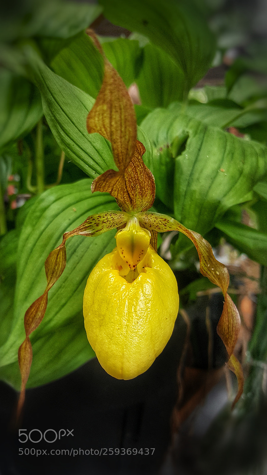 Samsung Galaxy Note5 sample photo. Orchid photography