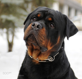 Nikon D300 sample photo. Rottweiler temperament photography