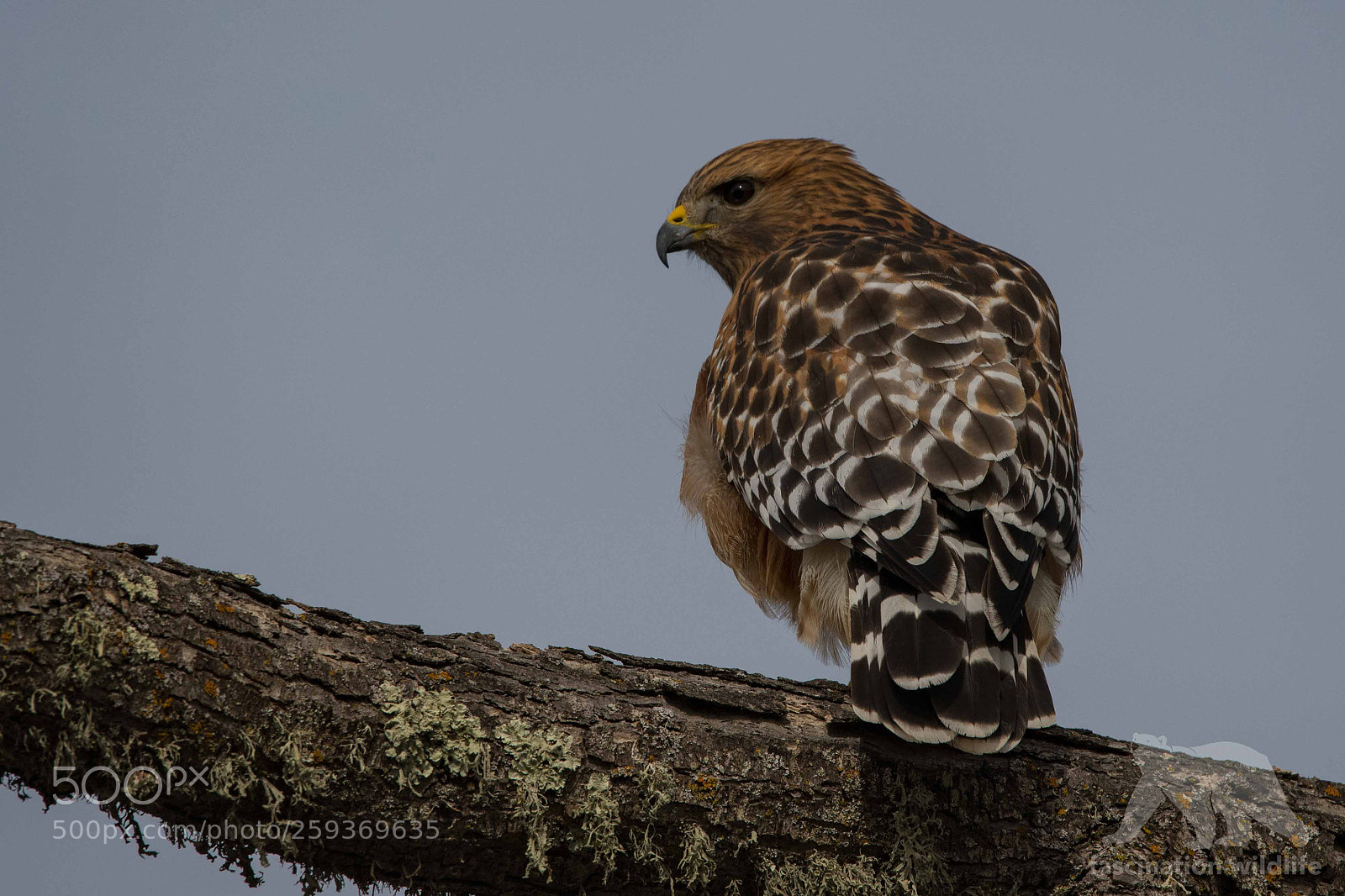 Nikon D850 sample photo. Red-shouldered hawk photography