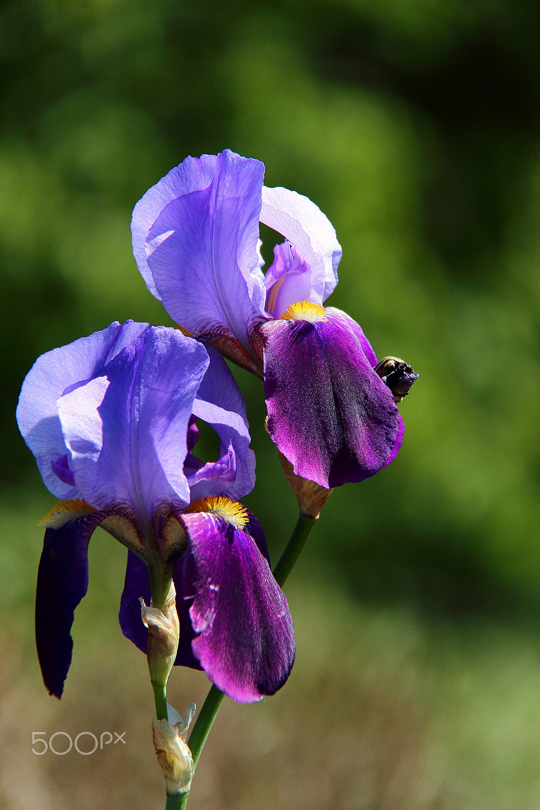 Canon EF-S 18-200mm F3.5-5.6 IS sample photo. Iris germanica photography