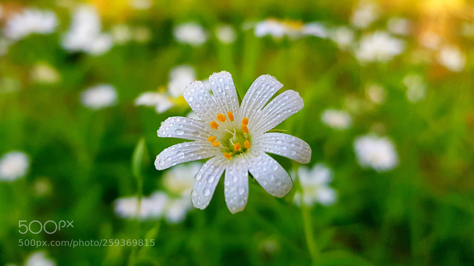 Samsung Galaxy S8+ sample photo. Wild flower photography