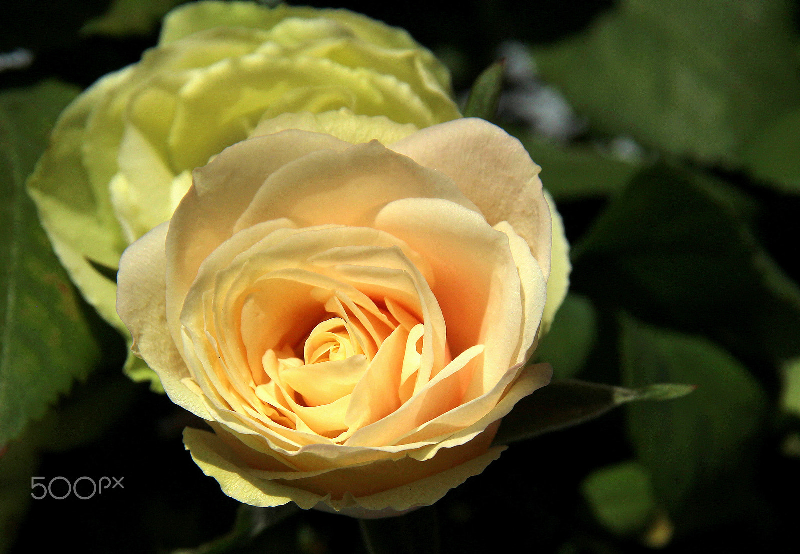 Canon EOS 700D (EOS Rebel T5i / EOS Kiss X7i) + Sigma 18-200mm f/3.5-6.3 DC OS sample photo. The rose.. photography
