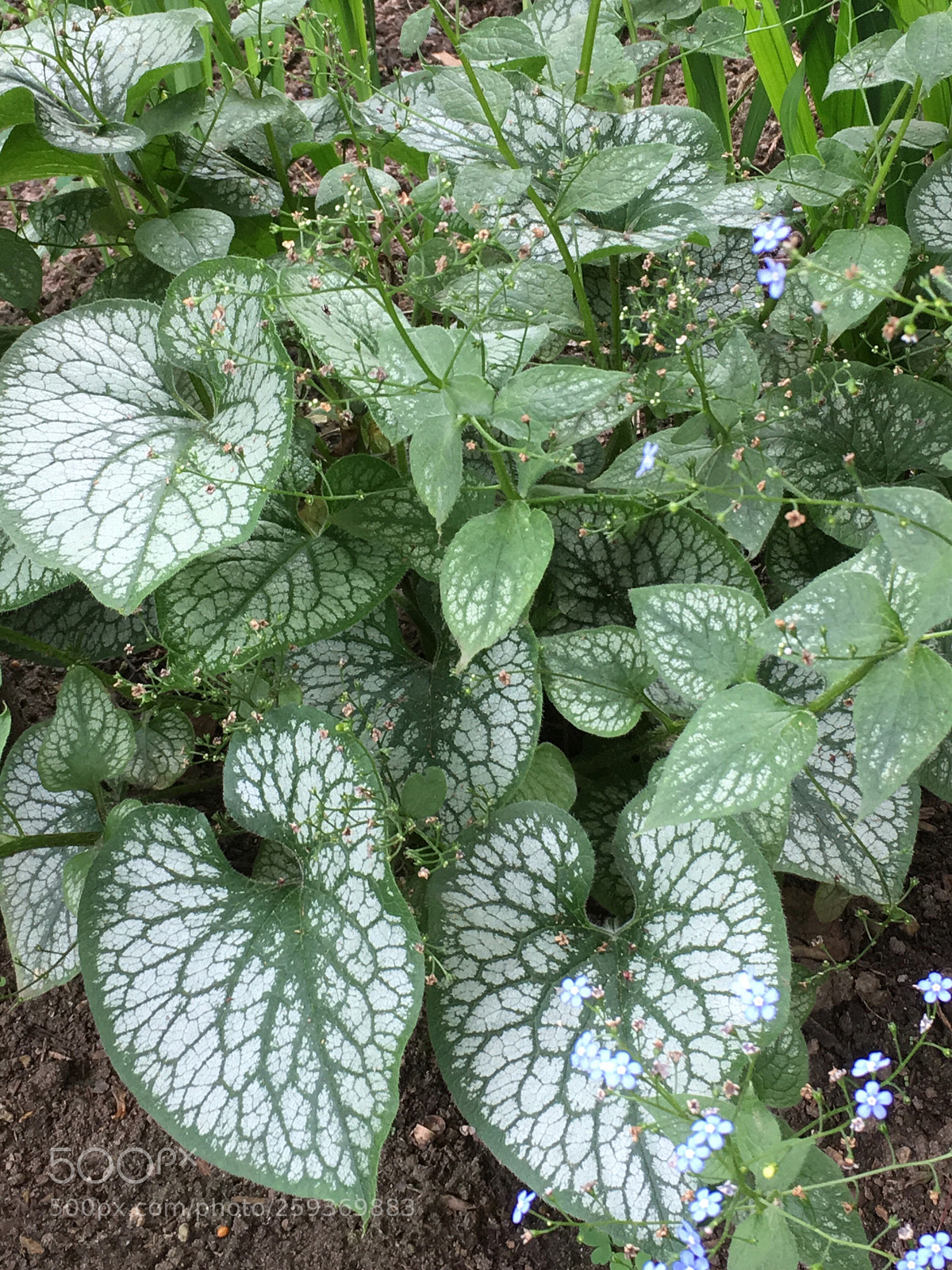 Apple iPhone 6s sample photo. Patterns on leaves photography