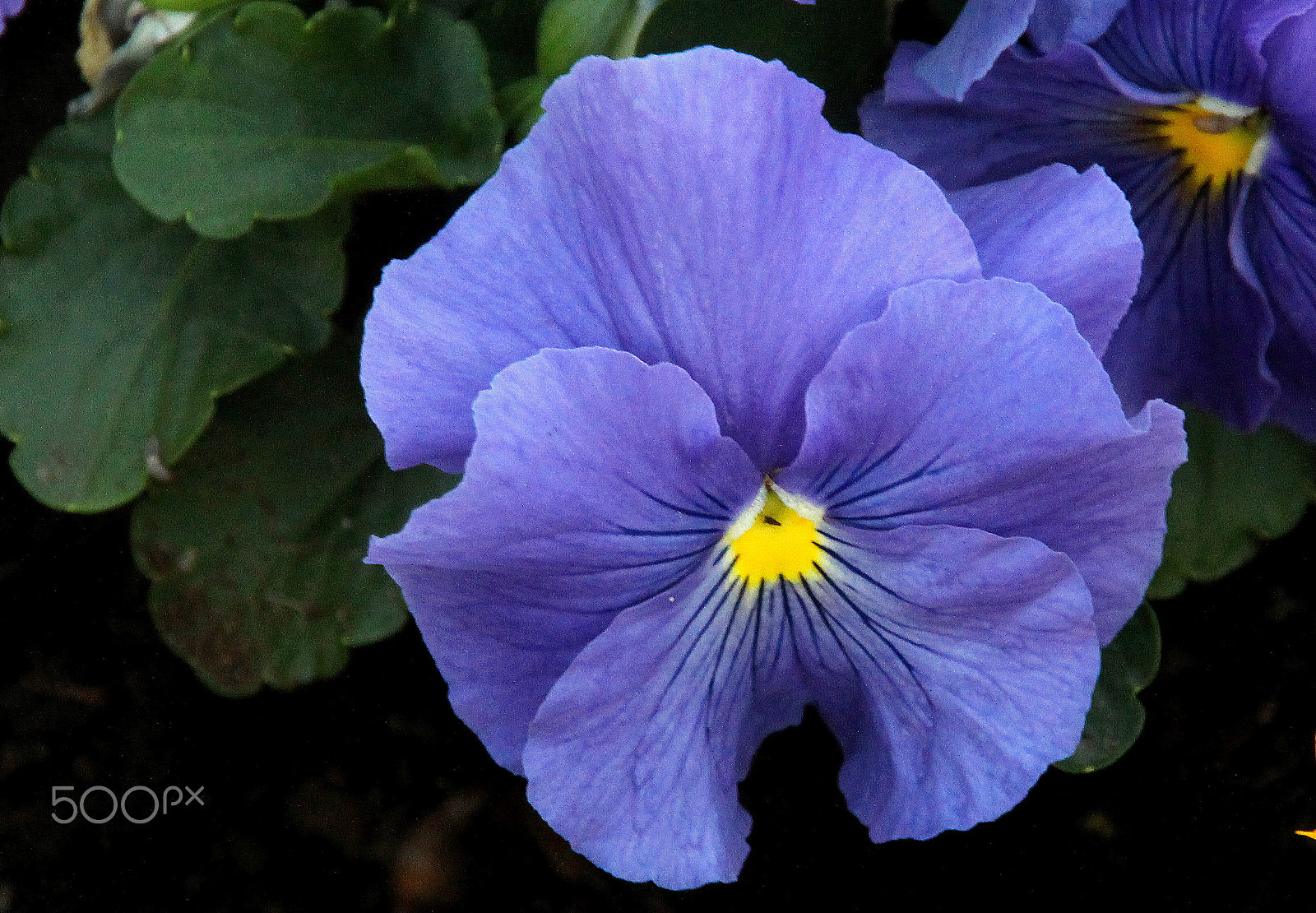 Canon EOS 700D (EOS Rebel T5i / EOS Kiss X7i) + Sigma 18-200mm f/3.5-6.3 DC OS sample photo. The blue pansy. photography