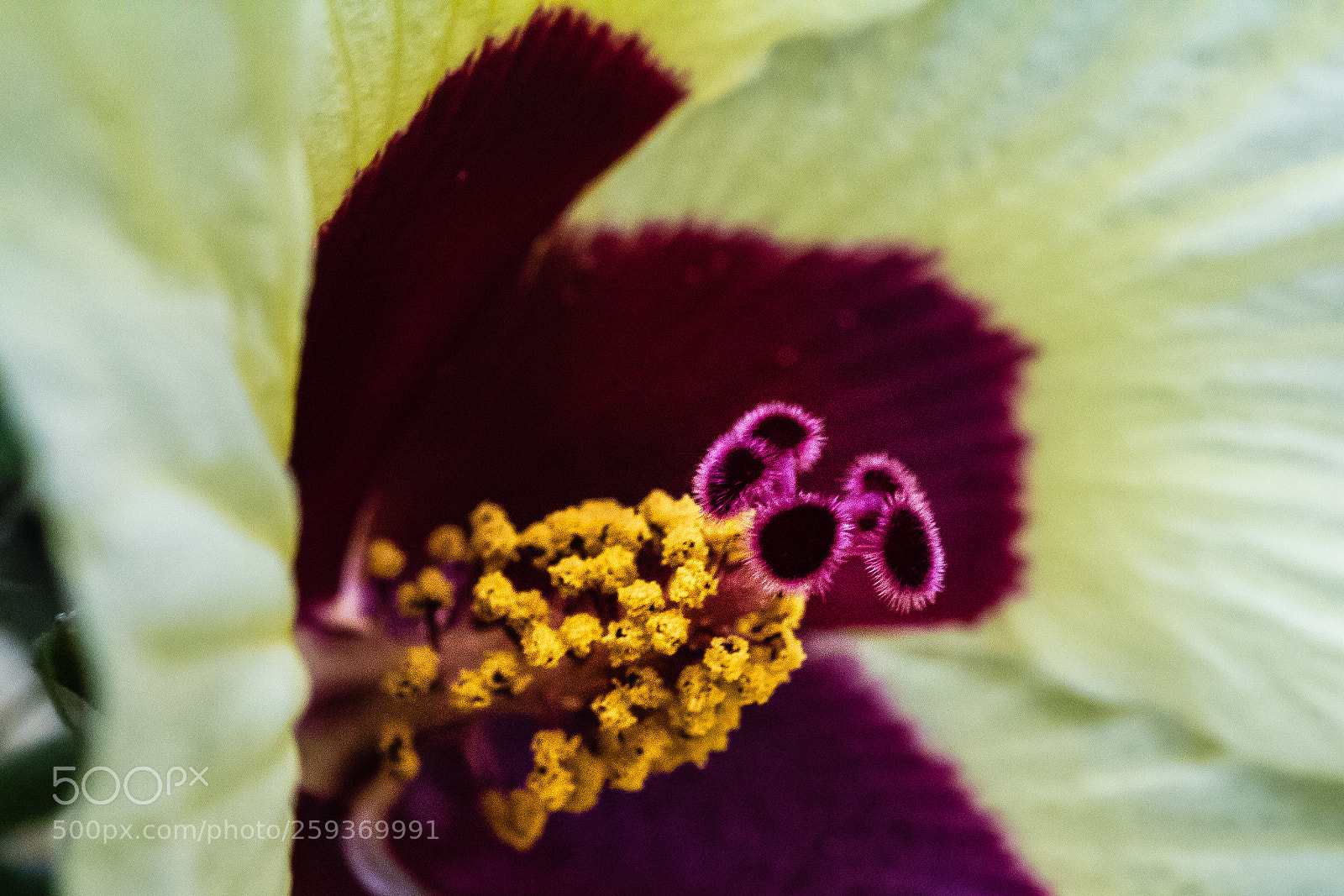 Canon EOS 60D sample photo. Hibiscus calyphyllus photography