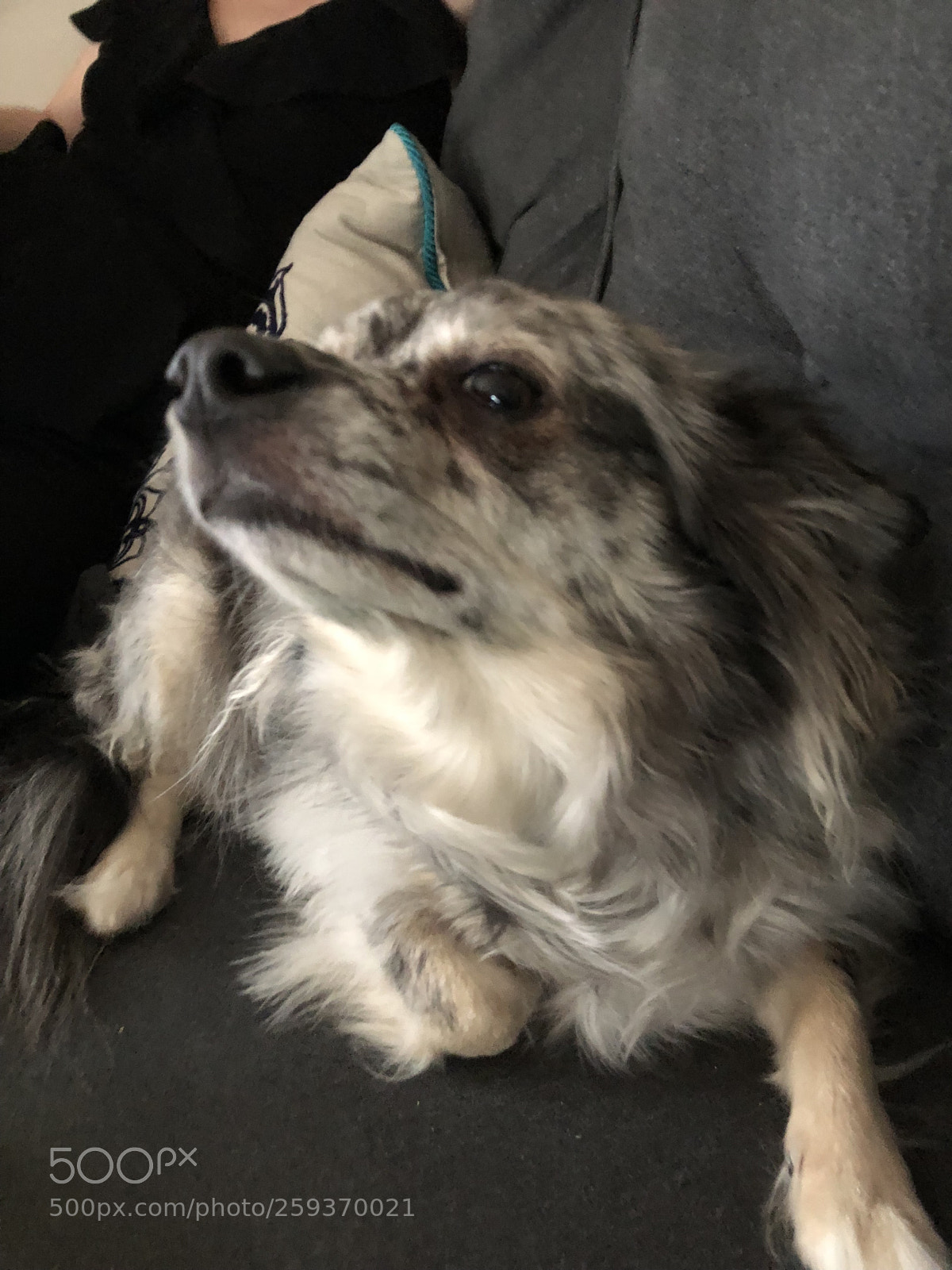 Apple iPhone 8 sample photo. Zoot photography