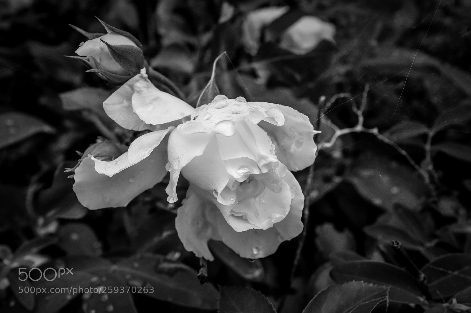 Fujifilm X100F sample photo. After the rain photography