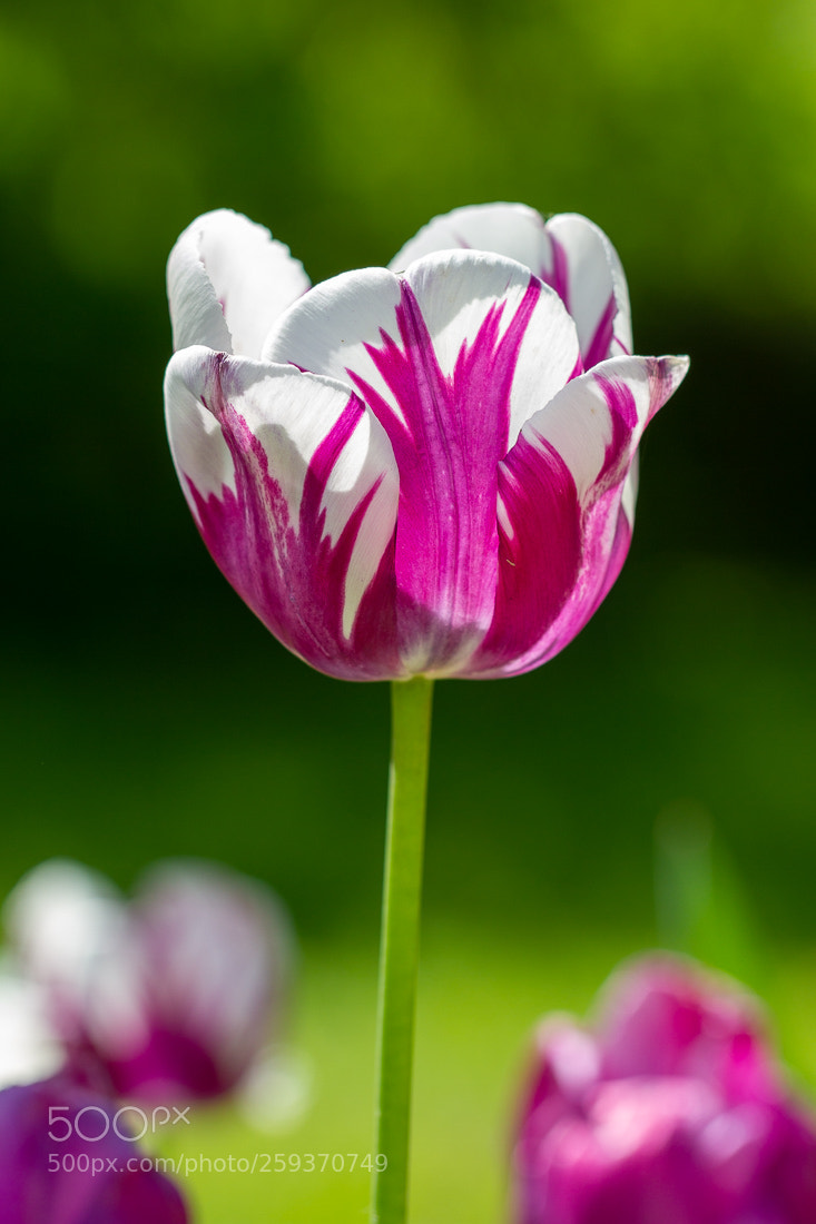 Canon EOS 7D sample photo. Tulip photography
