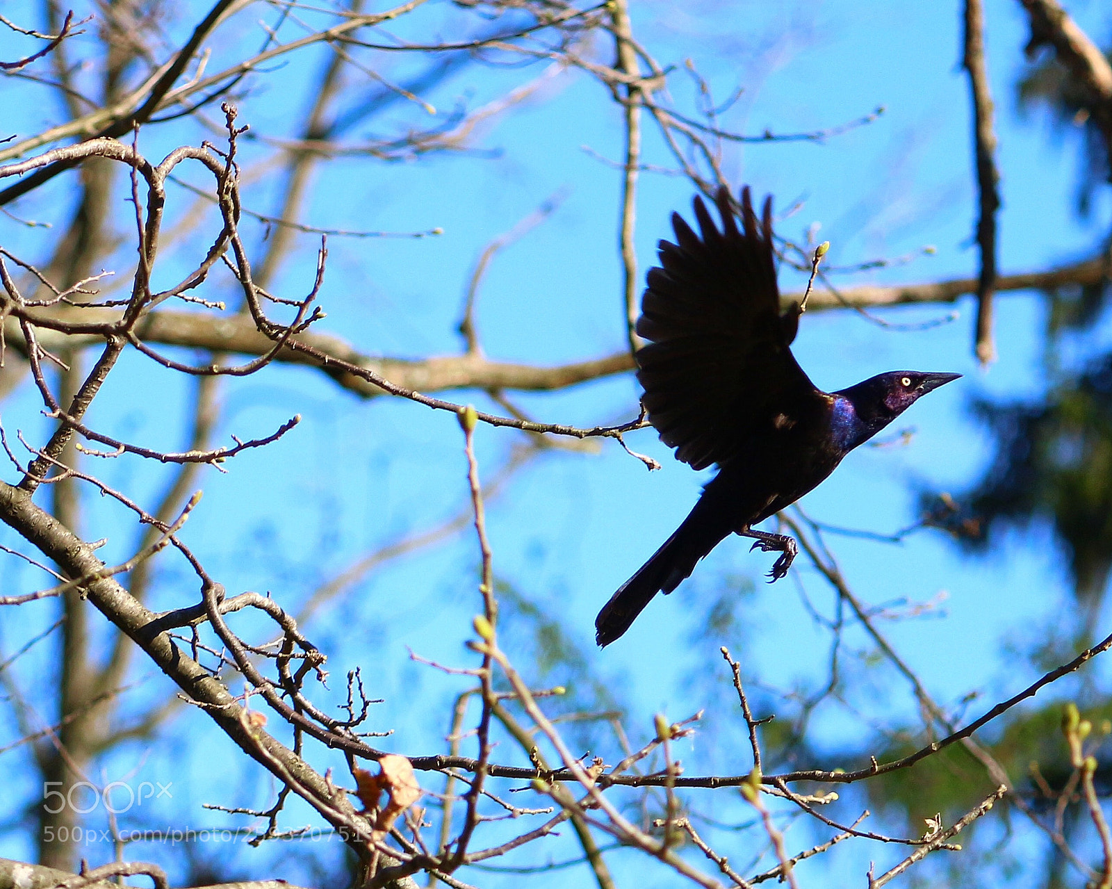 Canon EOS 650D (EOS Rebel T4i / EOS Kiss X6i) sample photo. Up and away photography