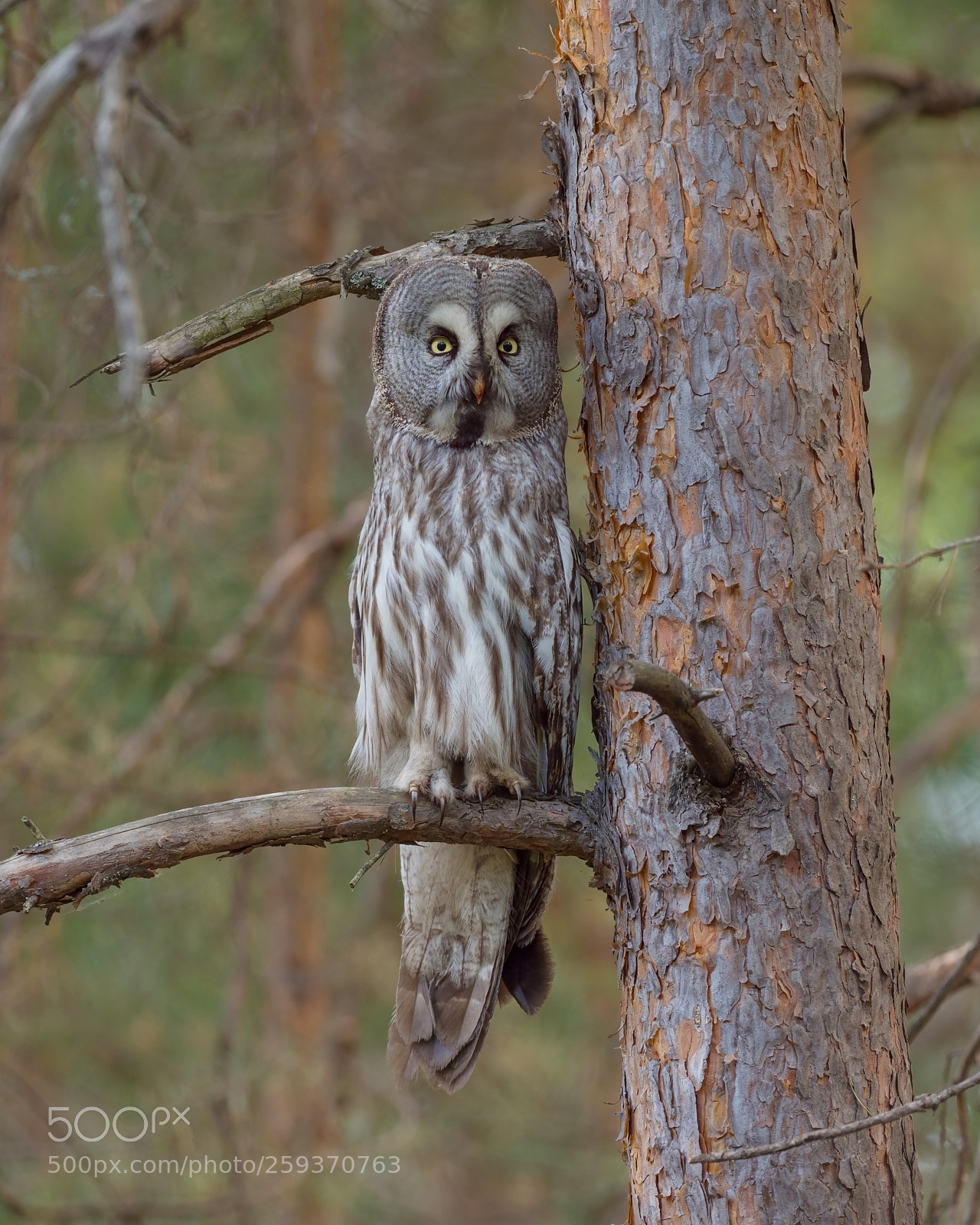 Olympus OM-D E-M1 Mark II sample photo. Great grey owl photography