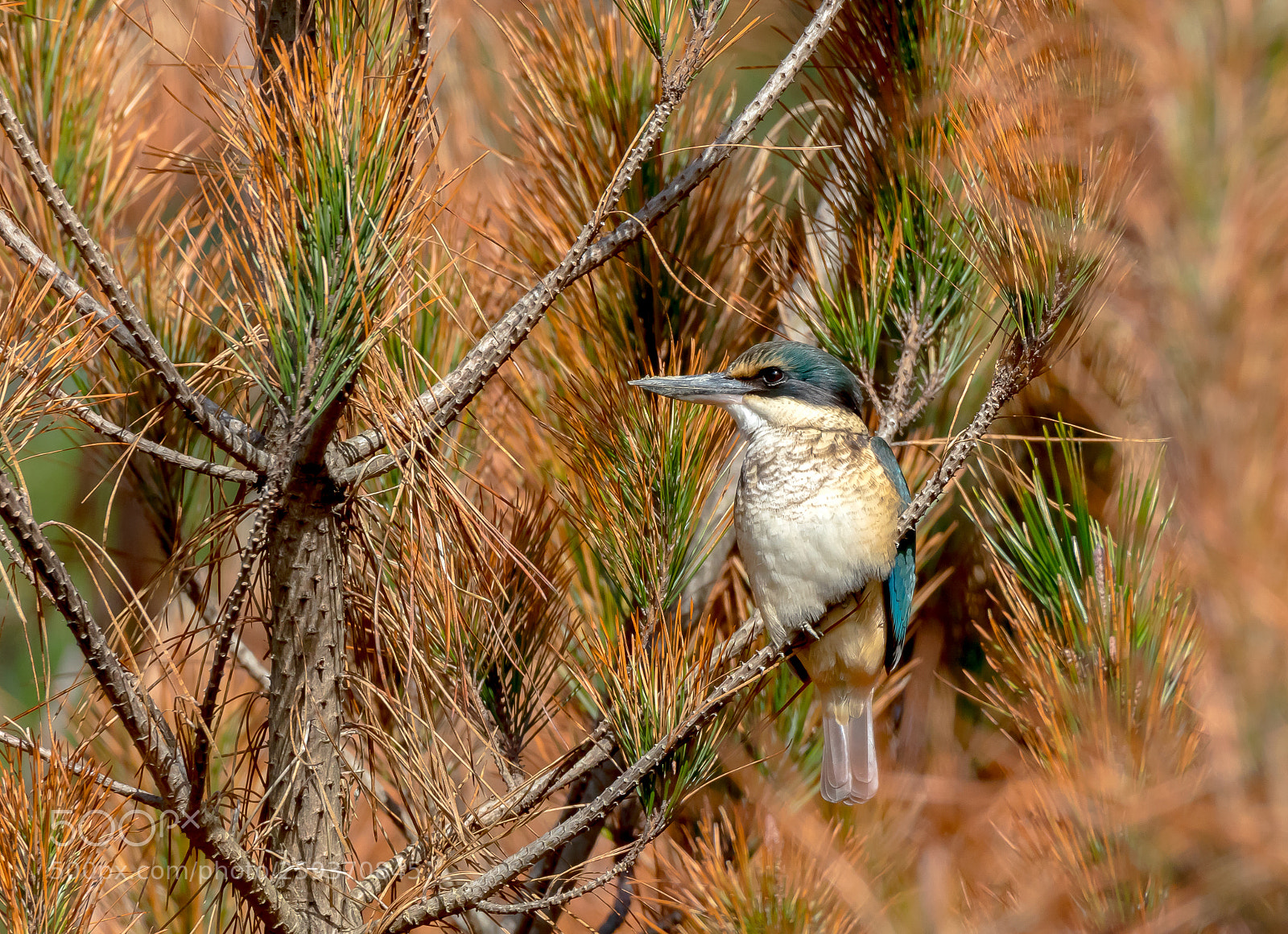 Canon EOS 7D Mark II sample photo. Kingfisher photography