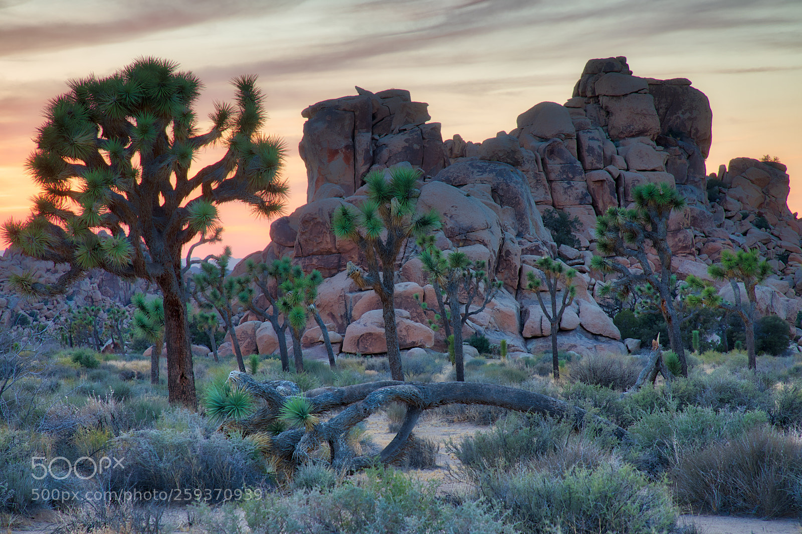 Canon EOS 5D Mark IV sample photo. Joshua tree sunset photography