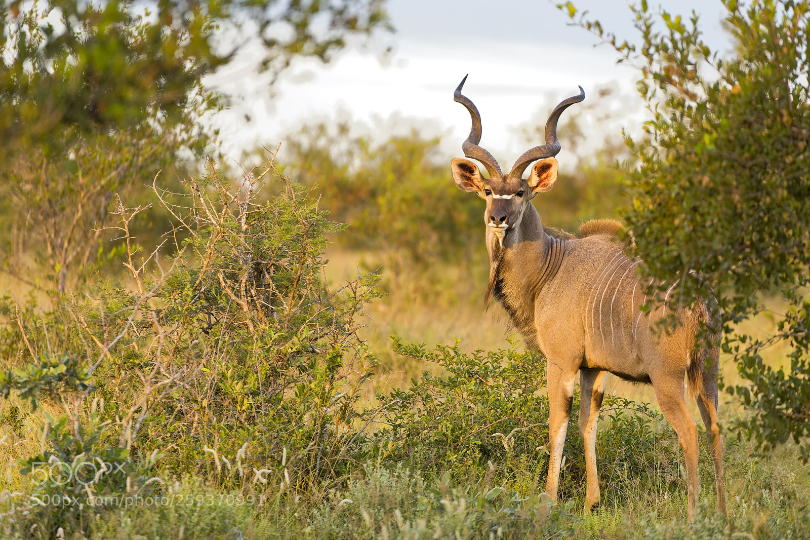 Nikon D810 sample photo. Greater kudu photography