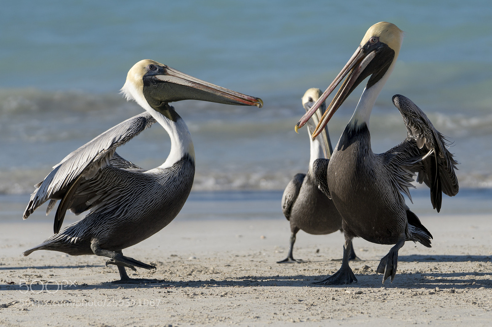 Sony a6500 sample photo. Varadero pelicans photography