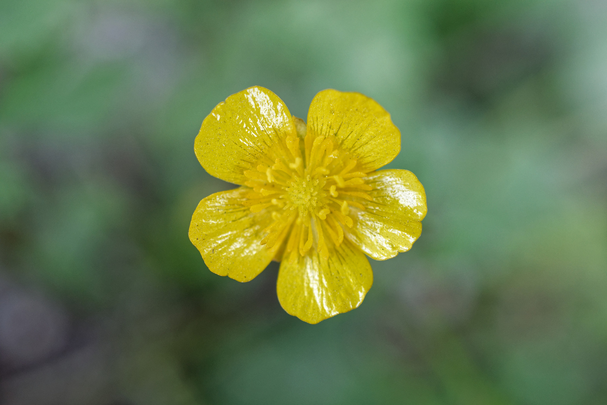 Nikon D3300 + Nikon AF-S DX Micro Nikkor 40mm F2.8 sample photo. Delicate photography