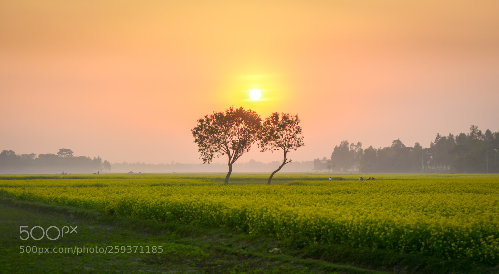 Nikon D7100 sample photo. || glorious evening || photography