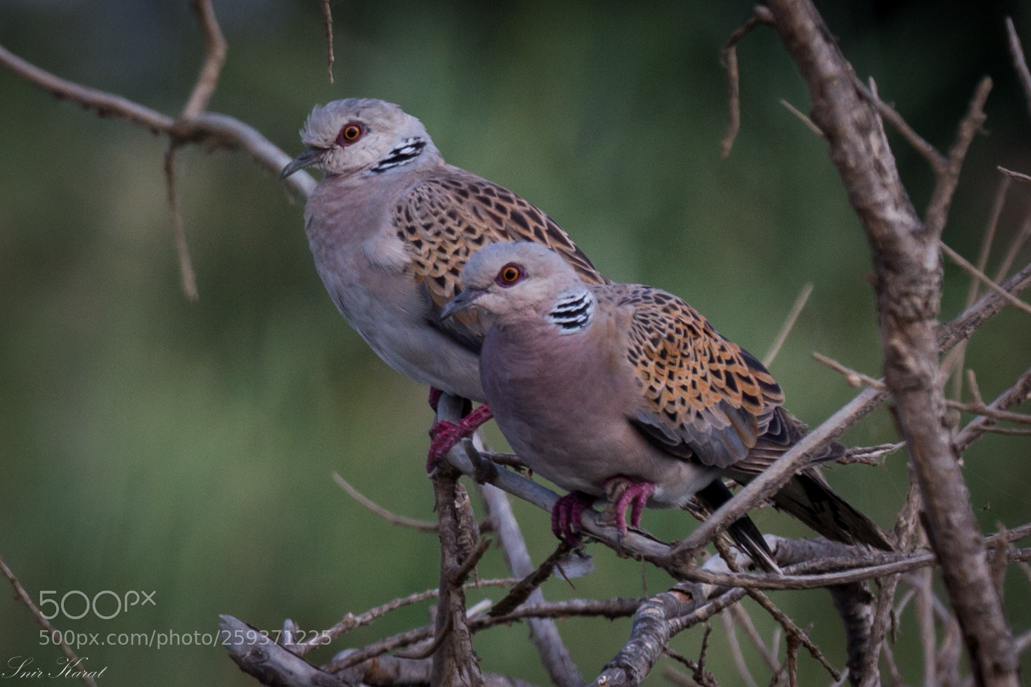 Canon EOS 6D sample photo. European turtle dove photography