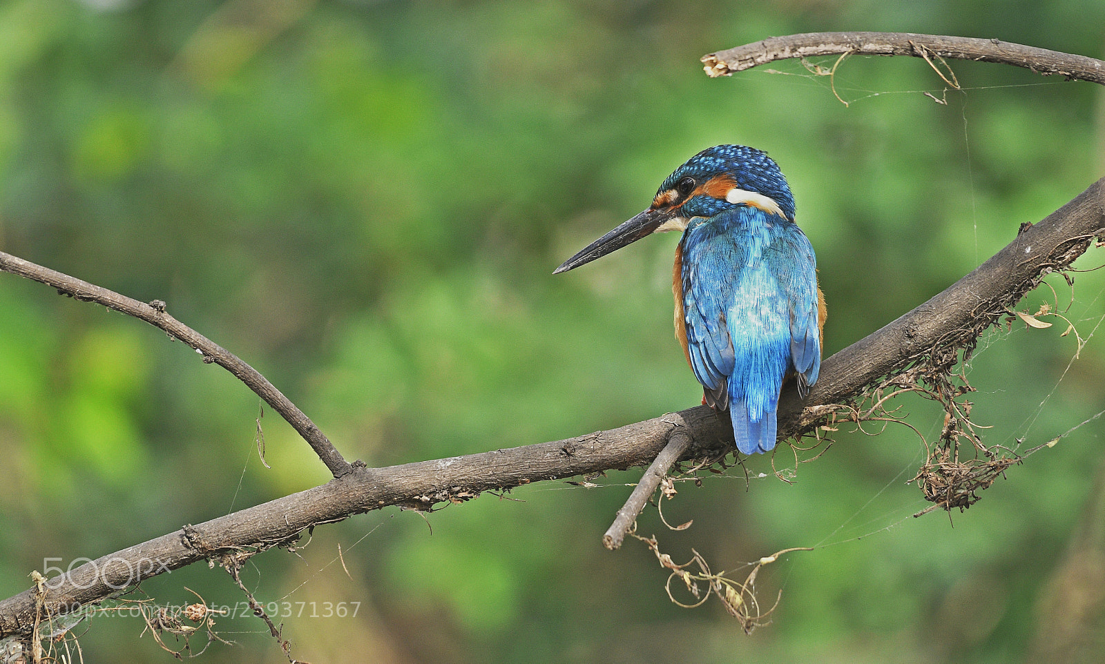 Nikon D500 sample photo. A posing kingfisher photography