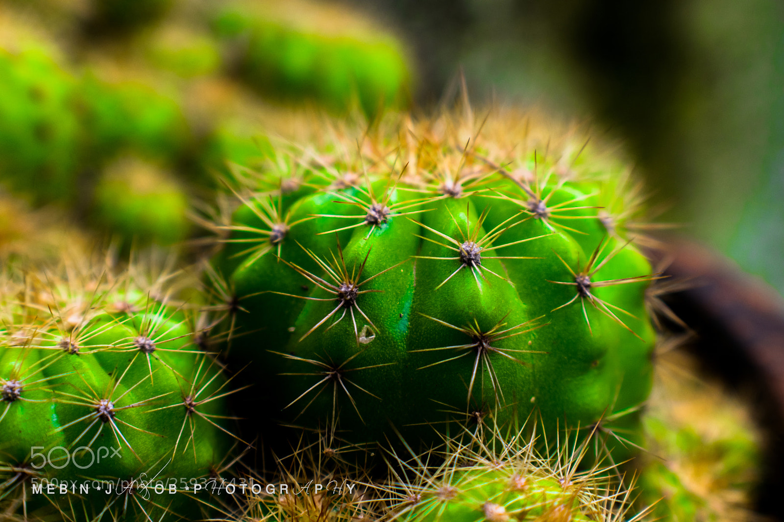 Nikon D5300 sample photo. Natures way of protection photography