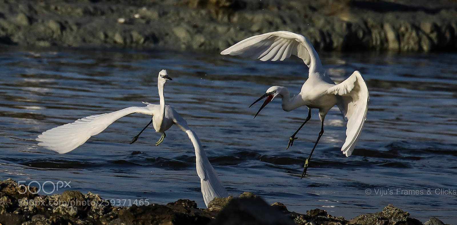 Canon EOS 5D Mark IV sample photo. Flight photography