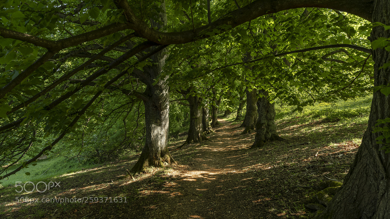 Canon EOS 6D Mark II sample photo. The path photography