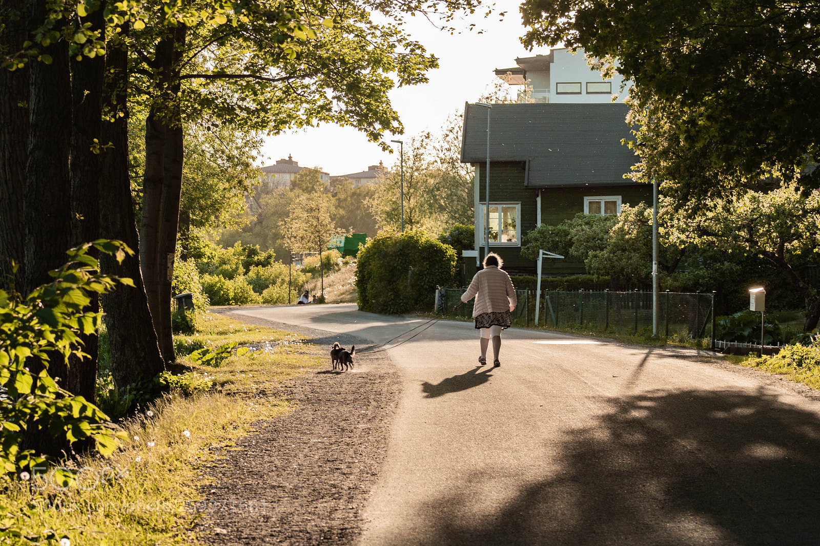 Canon EOS 750D (EOS Rebel T6i / EOS Kiss X8i) sample photo. Evening walk...in green nature photography