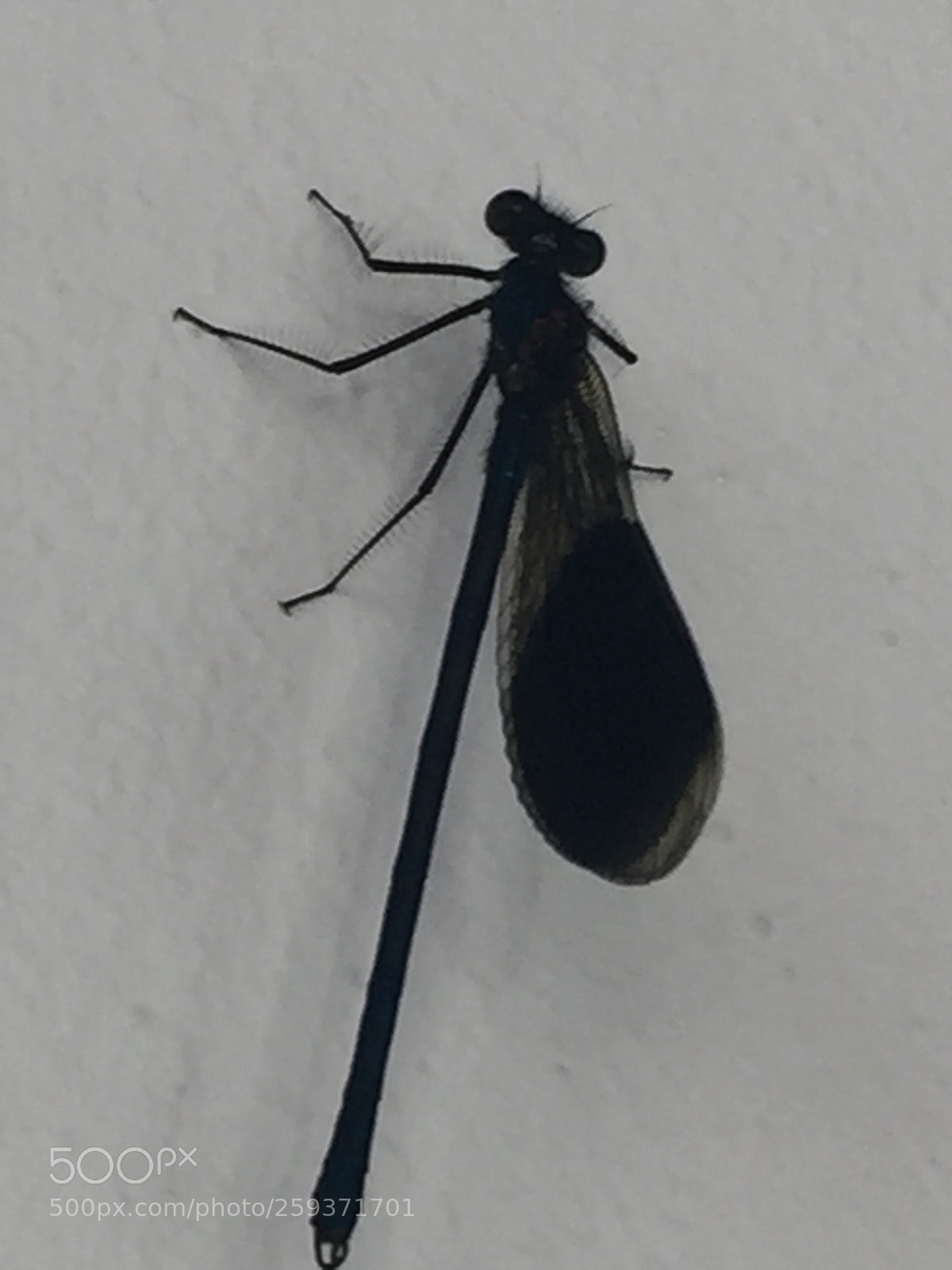 Apple iPhone 6 sample photo. Dragonfly photography