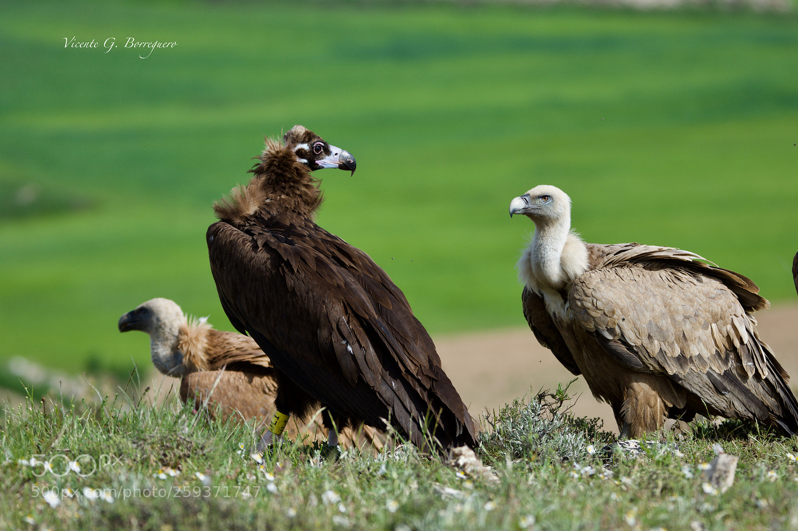 Nikon D7200 sample photo. Aegypius monachus photography