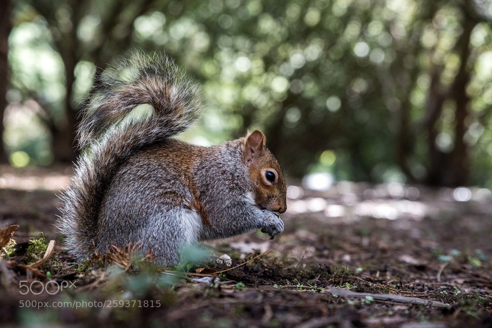 Nikon D750 sample photo. Squirrel photography