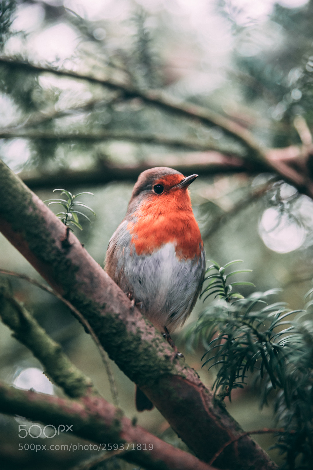 Nikon D750 sample photo. Robin photography