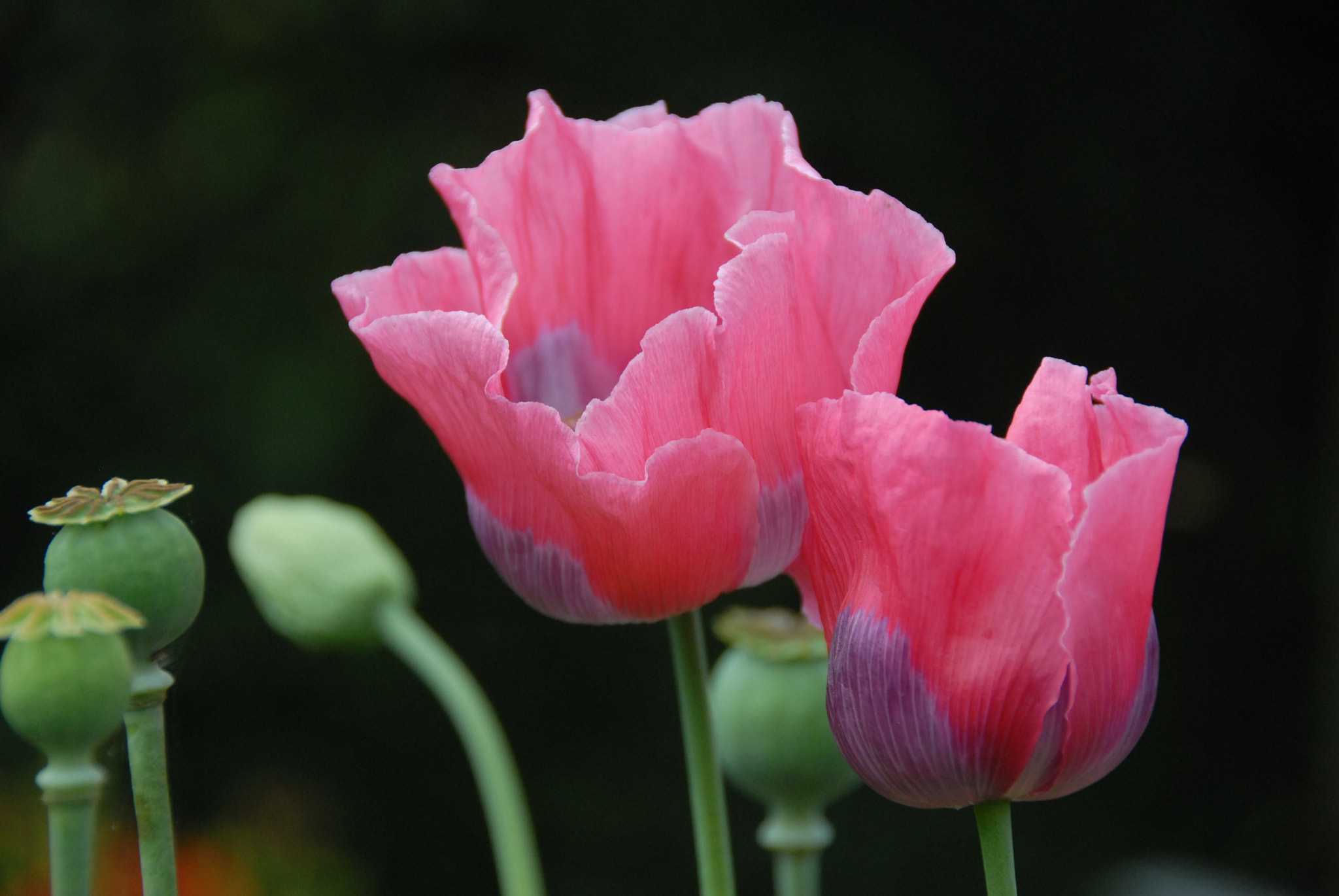 Nikon D200 sample photo. Papaver photography