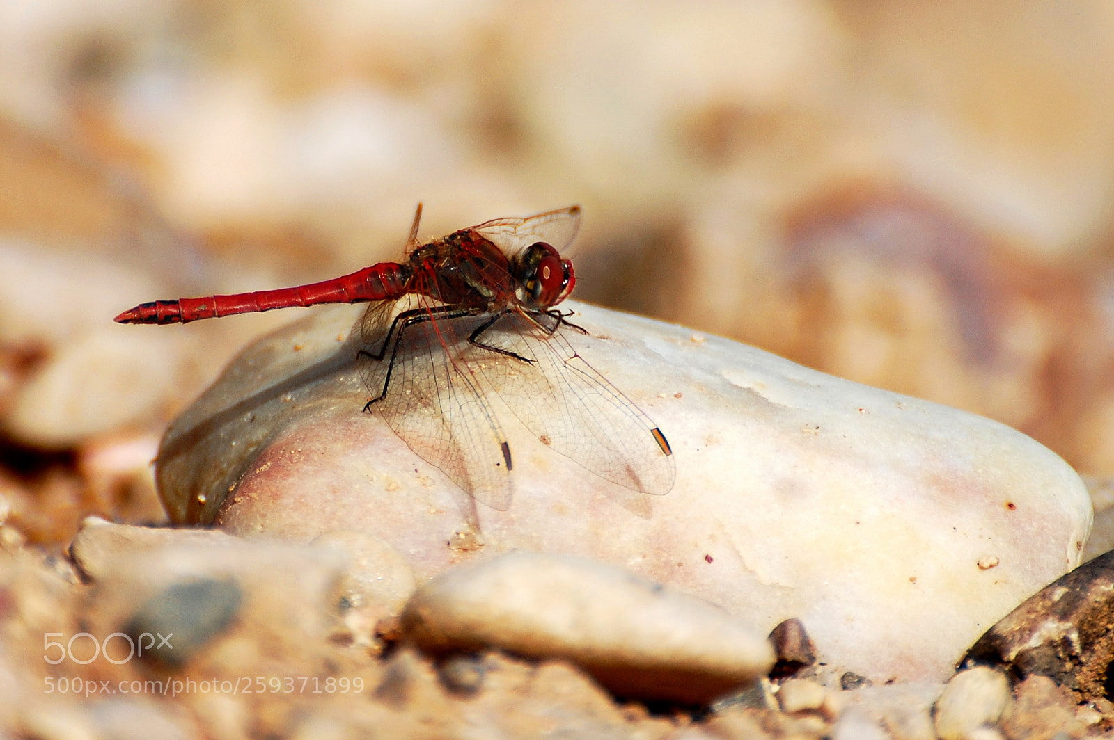 Nikon D40 sample photo. Dragonfly photography
