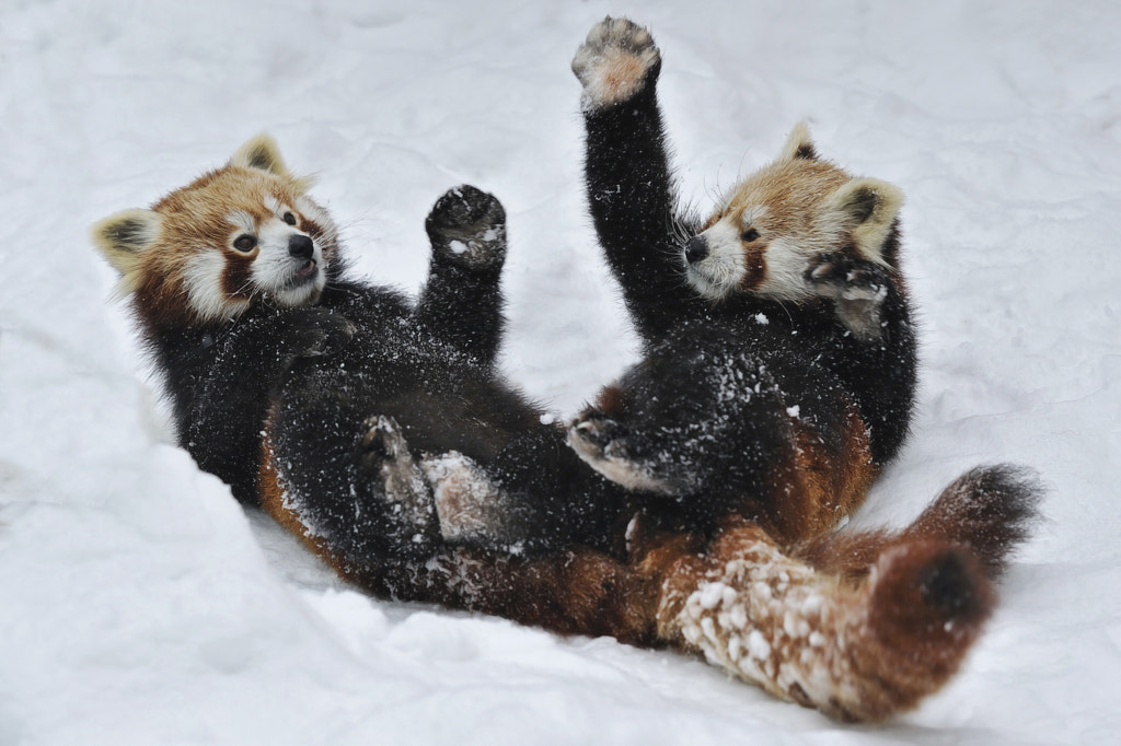 Photos Of Red Pandas Slacking Off That Are Really Cute 500px