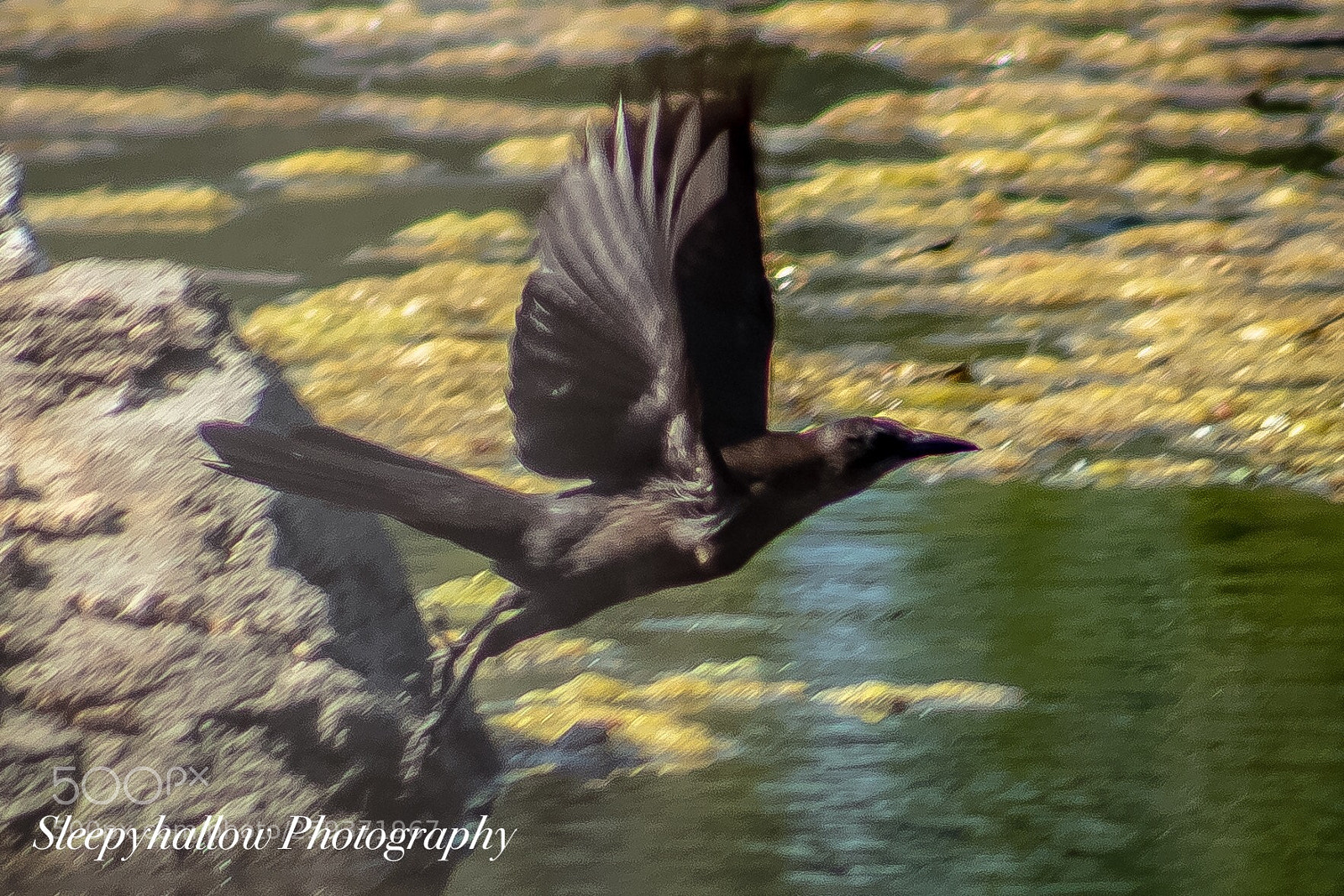 Canon EOS 1300D (EOS Rebel T6 / EOS Kiss X80) sample photo. Long tailed grackle photography