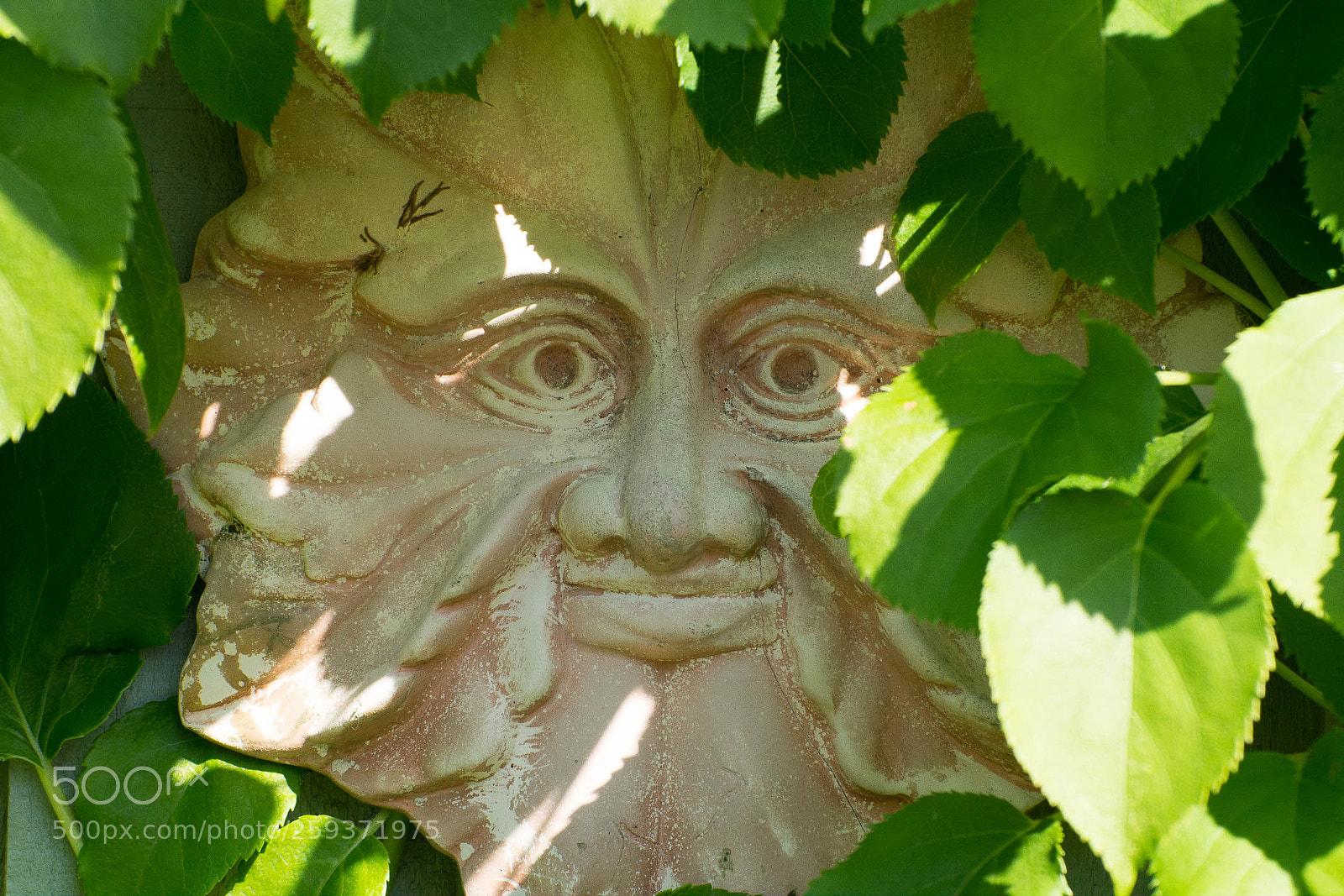 Nikon D7100 sample photo. The green man of photography