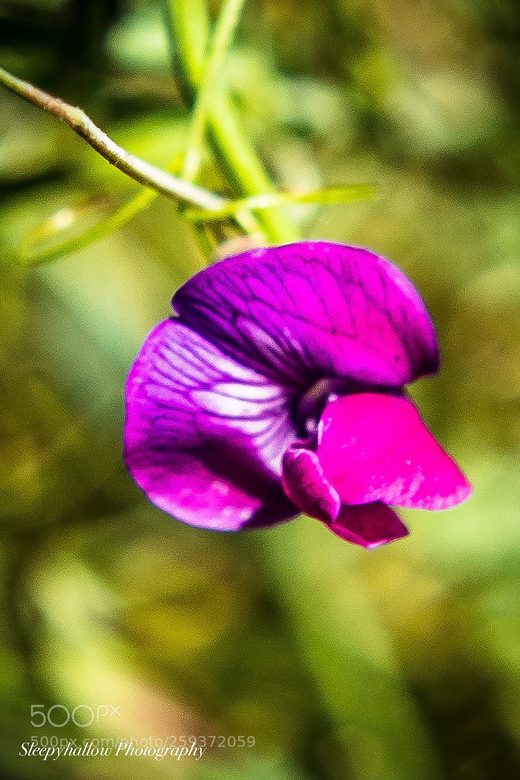 Canon EOS 1300D (EOS Rebel T6 / EOS Kiss X80) sample photo. Wild sweet pea blooms photography