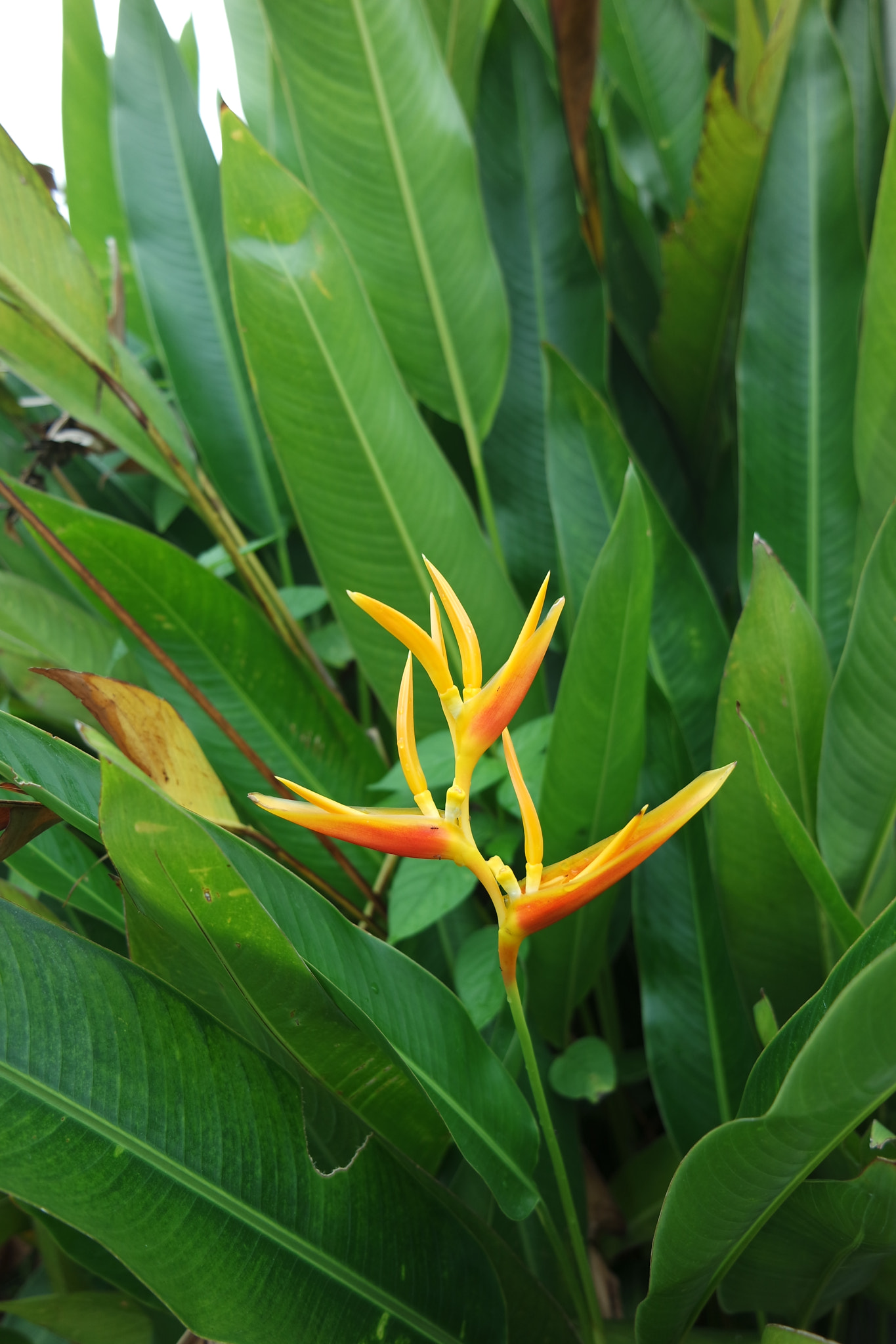 Samsung NX3000 sample photo. Heliconia psittacorum photography